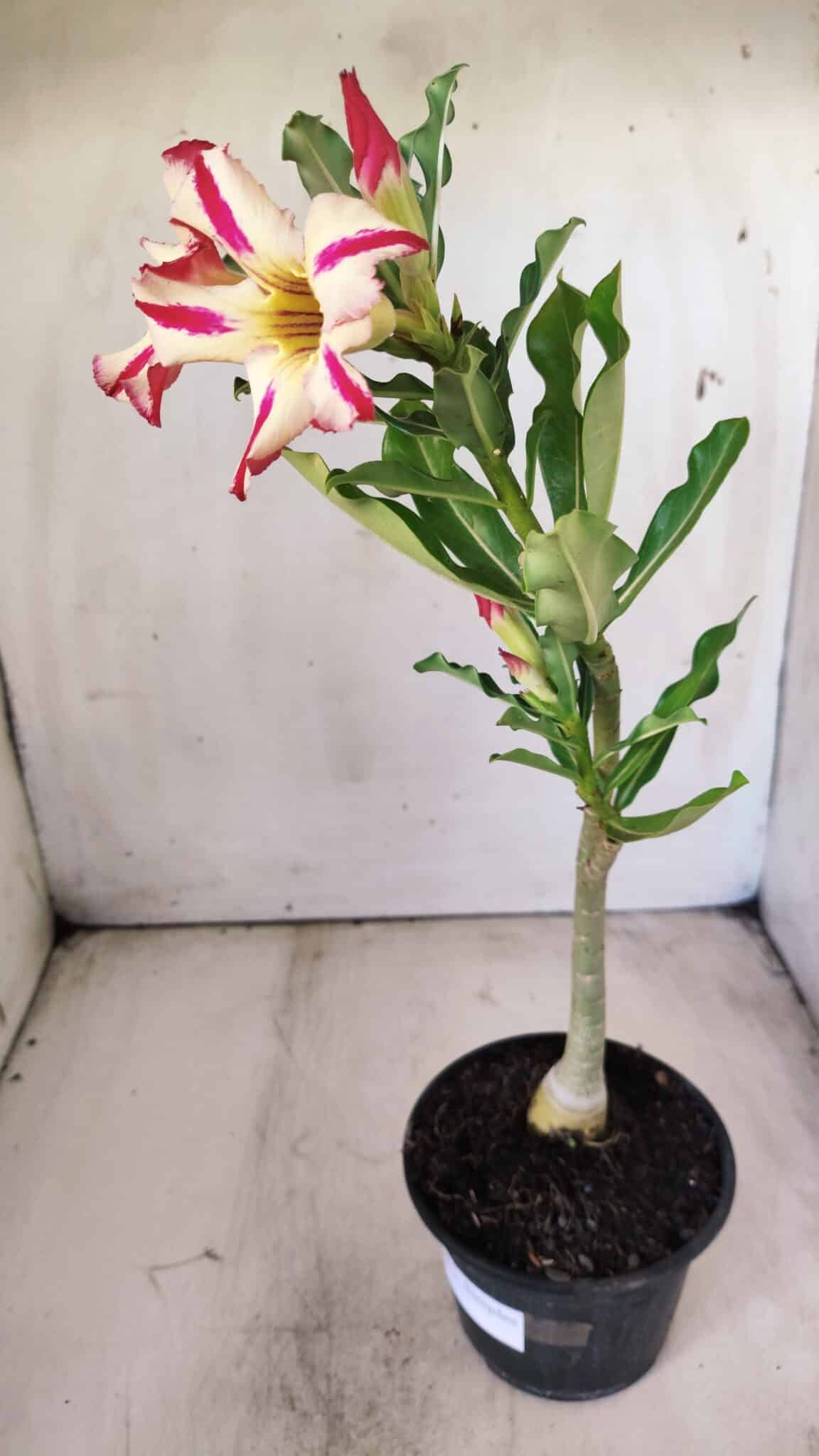 Planta Simples 2691 – 30cm – 02 anos