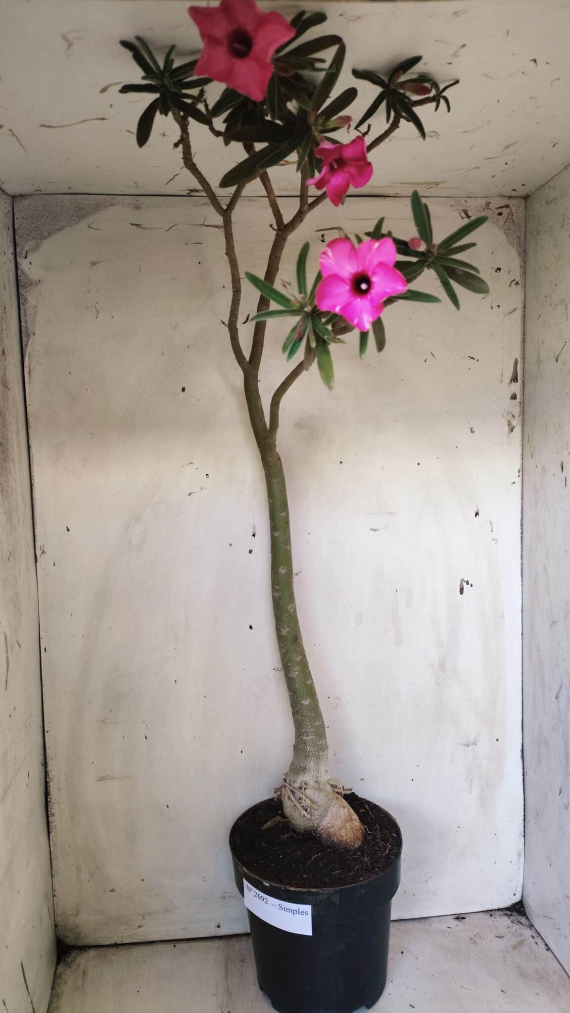 Planta Simples 2692 – 60cm – 04 anos