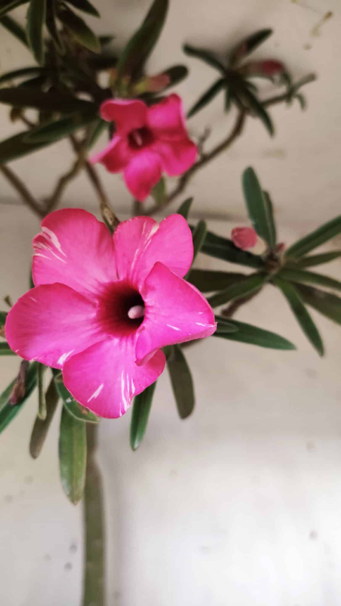 Planta Simples 2692 – 60cm – 04 anos