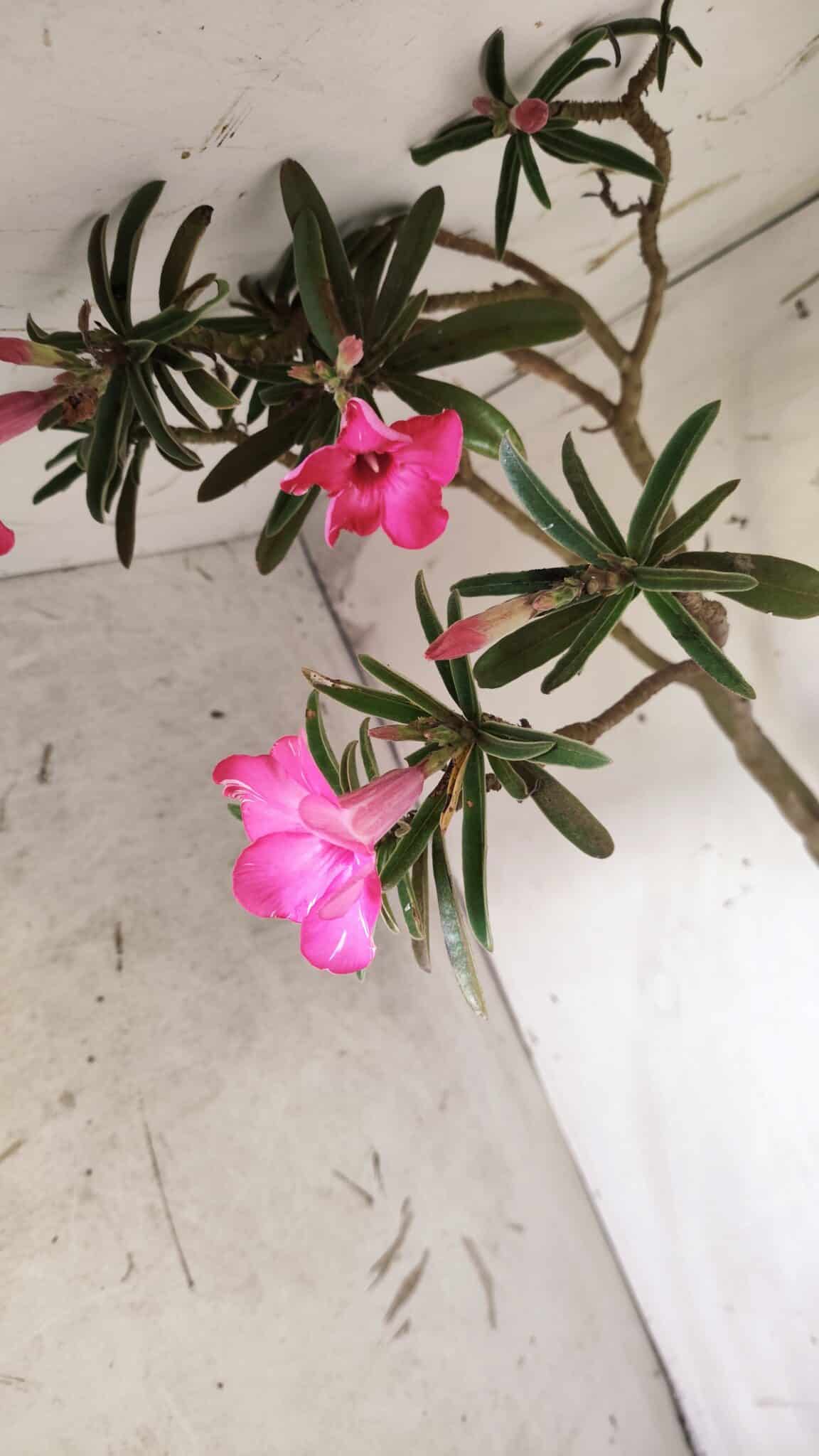 Planta Simples 2692 – 60cm – 04 anos