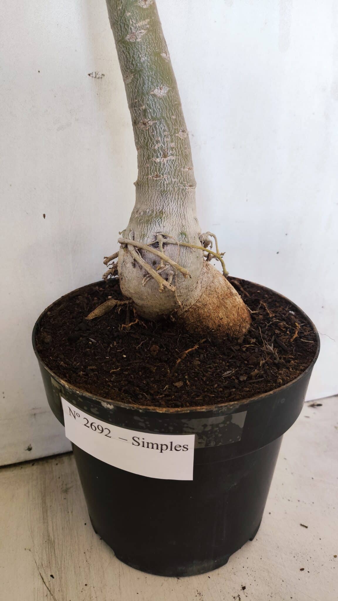 Planta Simples 2692 – 60cm – 04 anos