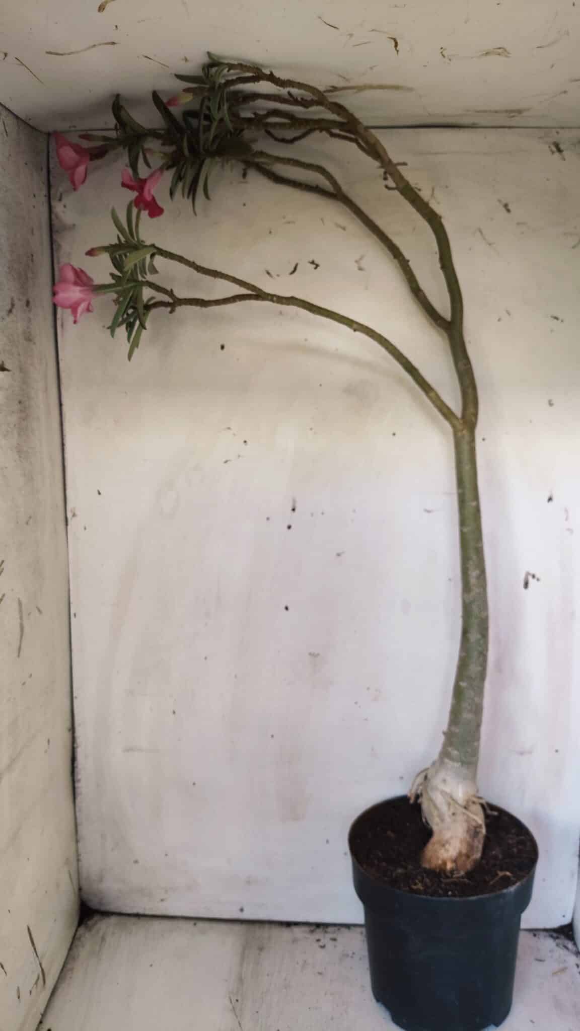 Planta Simples 2692 – 60cm – 04 anos