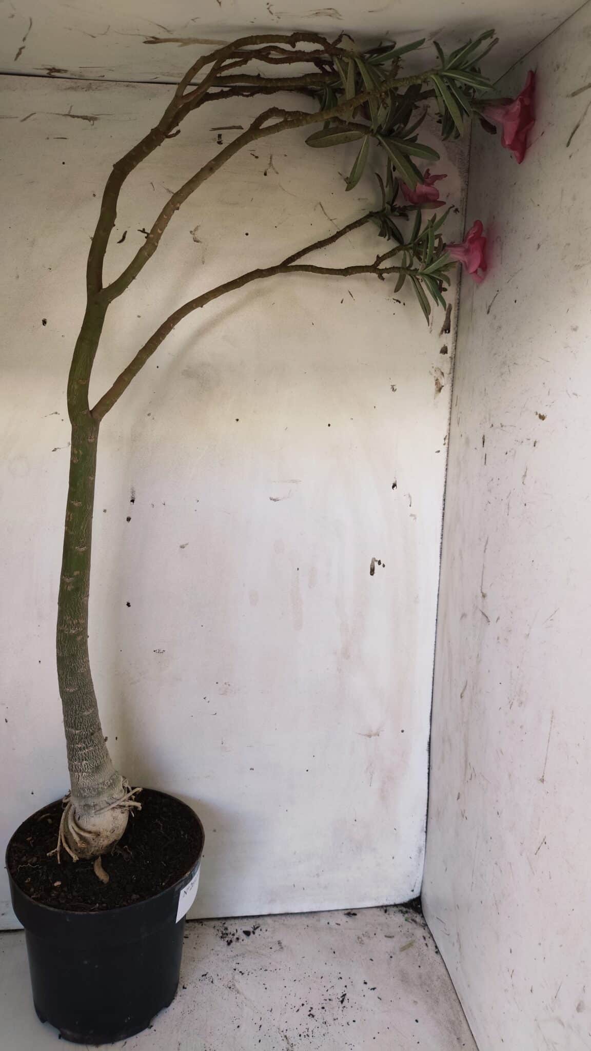 Planta Simples 2692 – 60cm – 04 anos