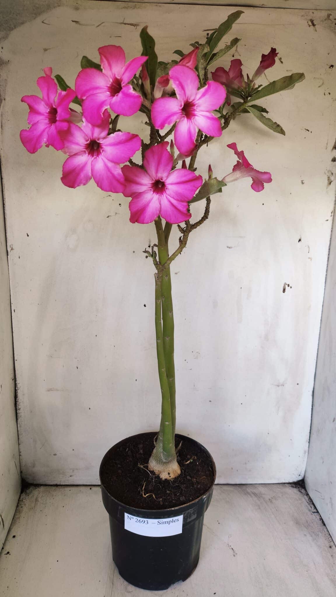Planta Simples 2693 – 45cm – 03 anos