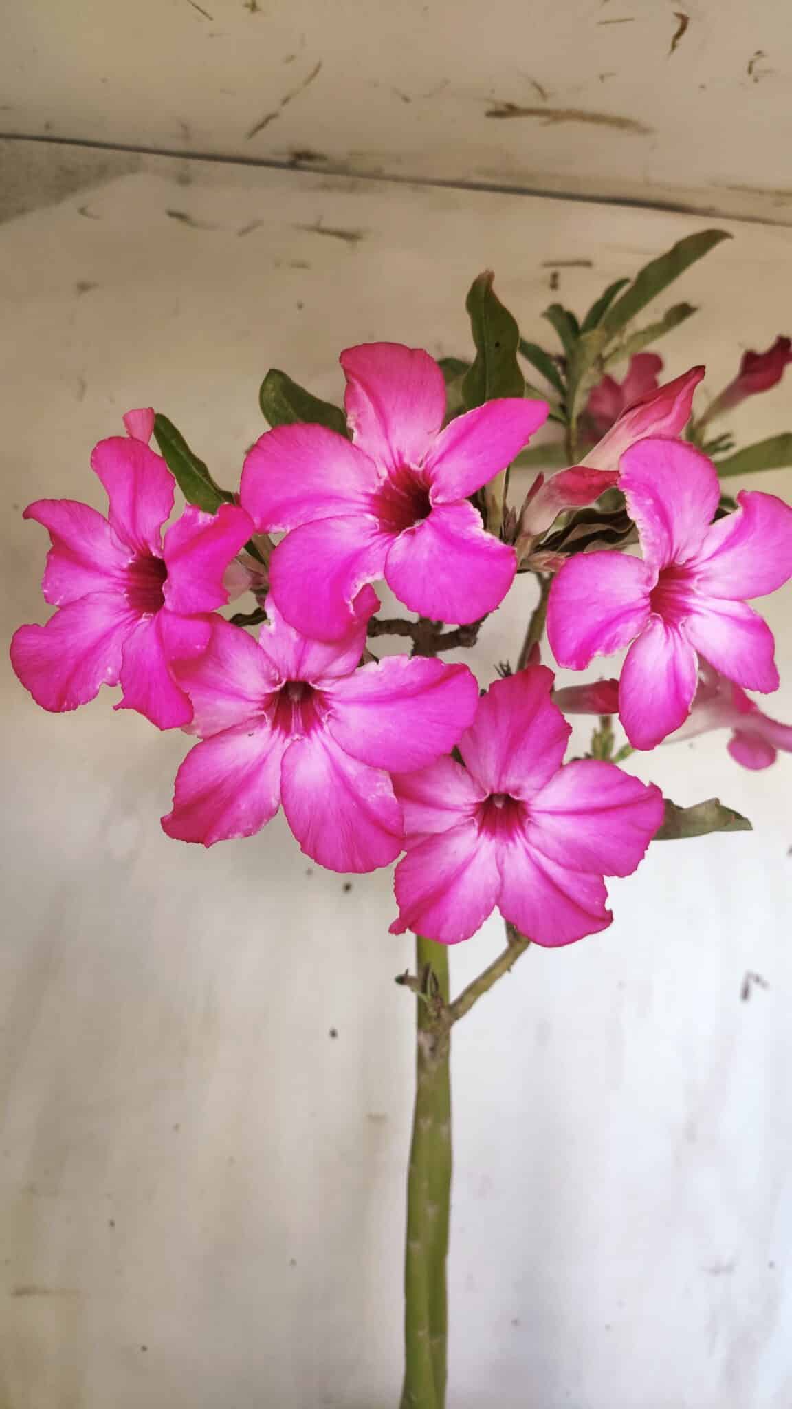Planta Simples 2693 – 45cm – 03 anos