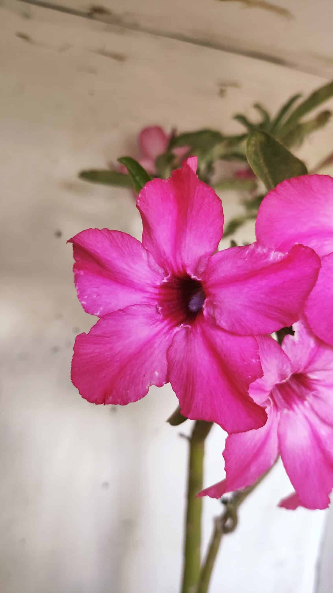 Planta Simples 2693 – 45cm – 03 anos