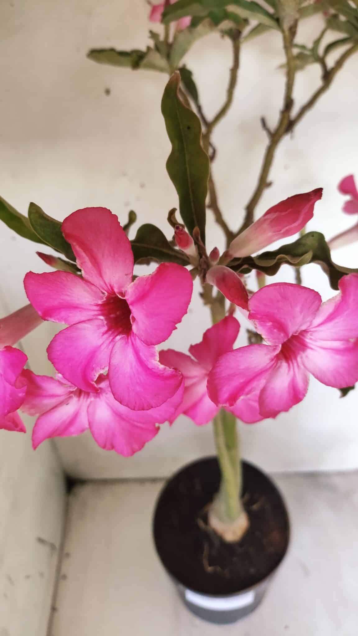 Planta Simples 2693 – 45cm – 03 anos