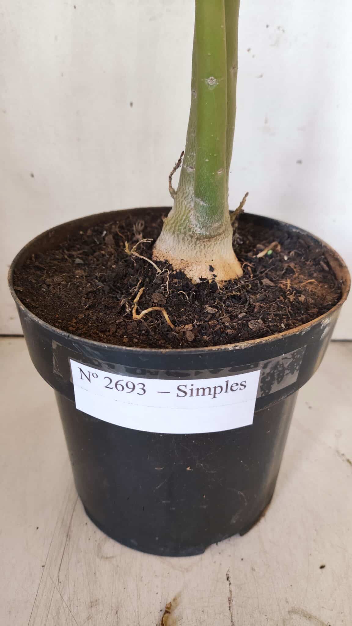 Planta Simples 2693 – 45cm – 03 anos