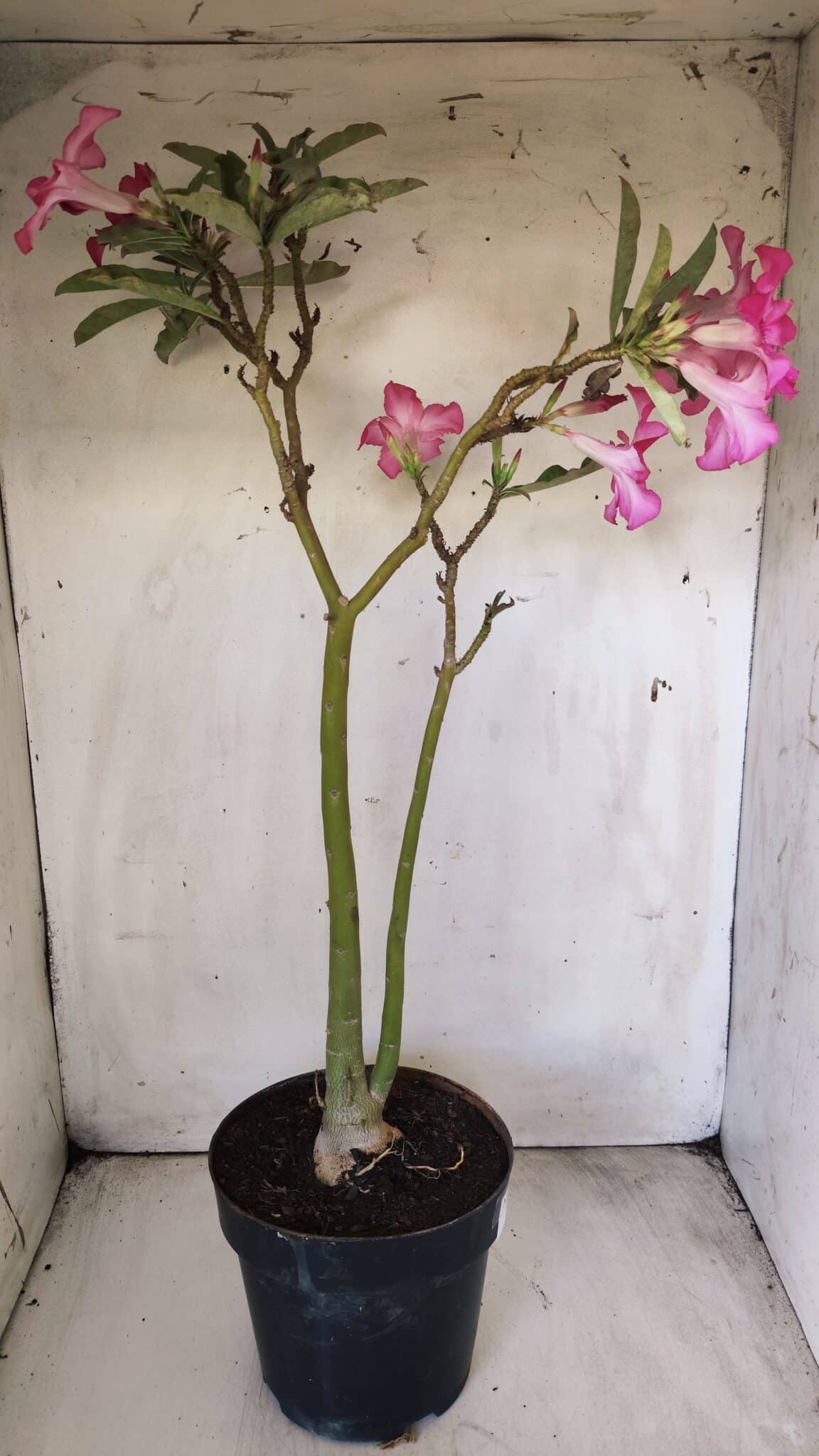 Planta Simples 2693 – 45cm – 03 anos
