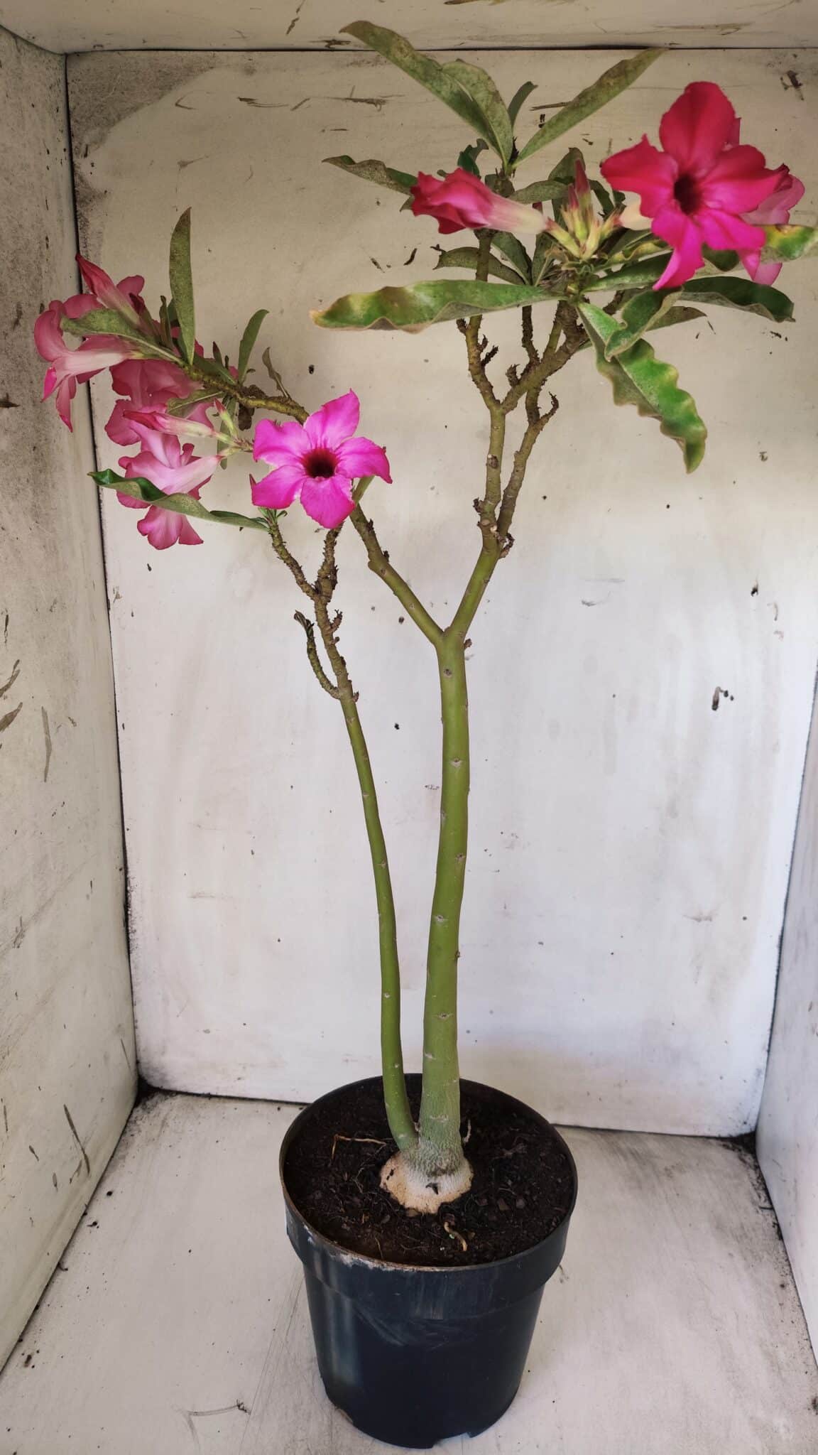 Planta Simples 2693 – 45cm – 03 anos