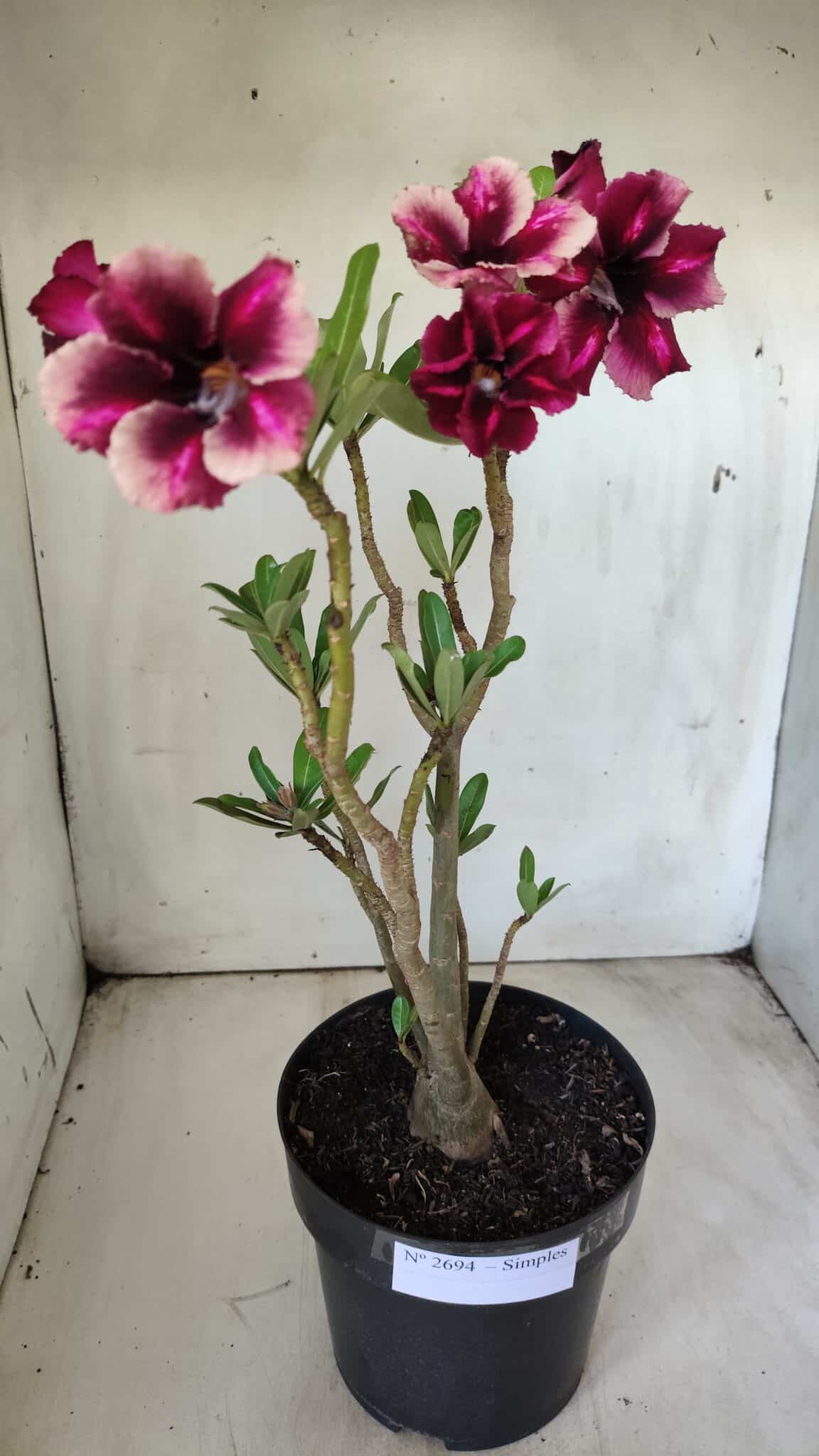 Planta Simples 2694 – 45cm – 03 anos
