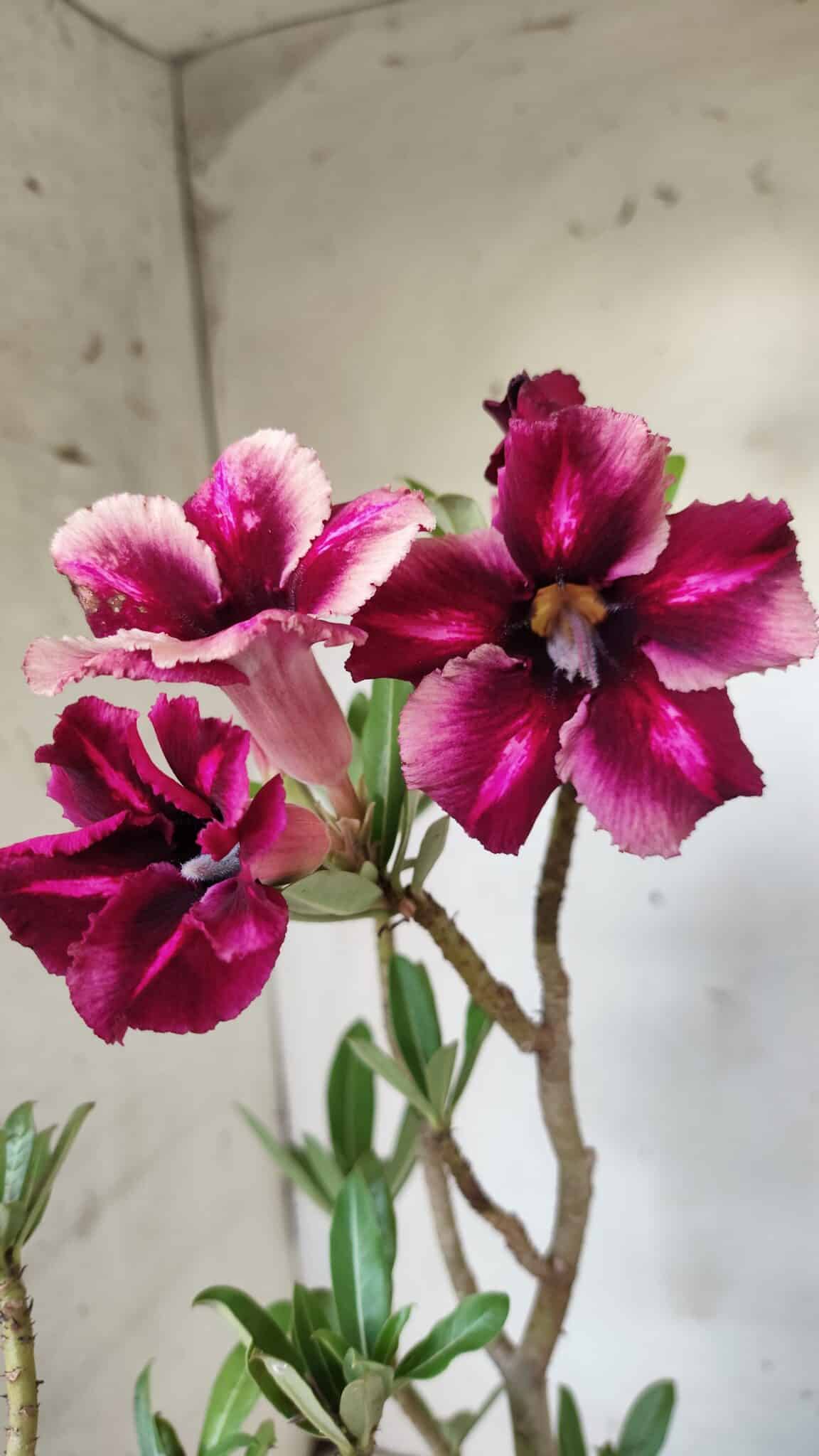 Planta Simples 2694 – 45cm – 03 anos