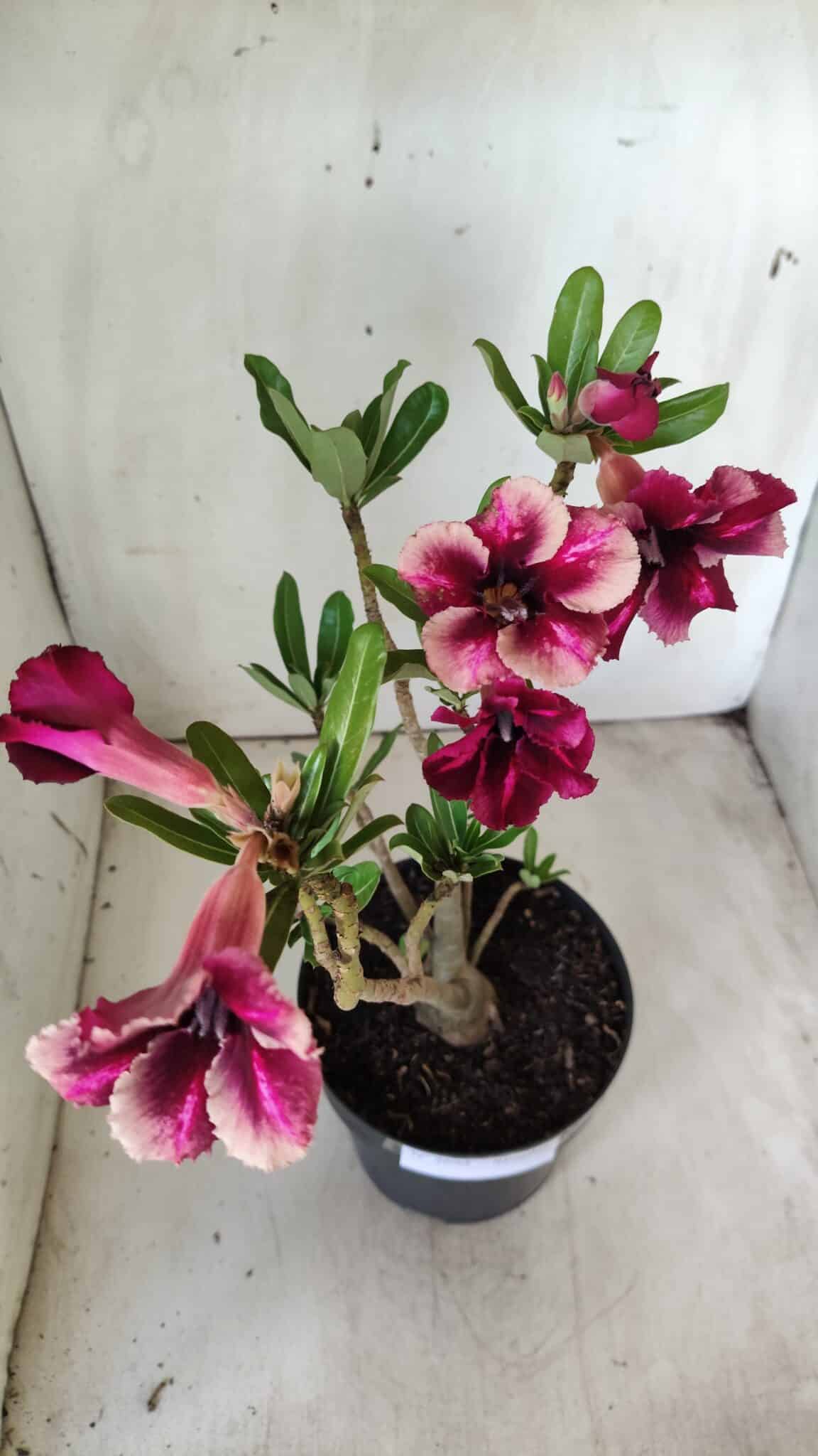 Planta Simples 2694 – 45cm – 03 anos