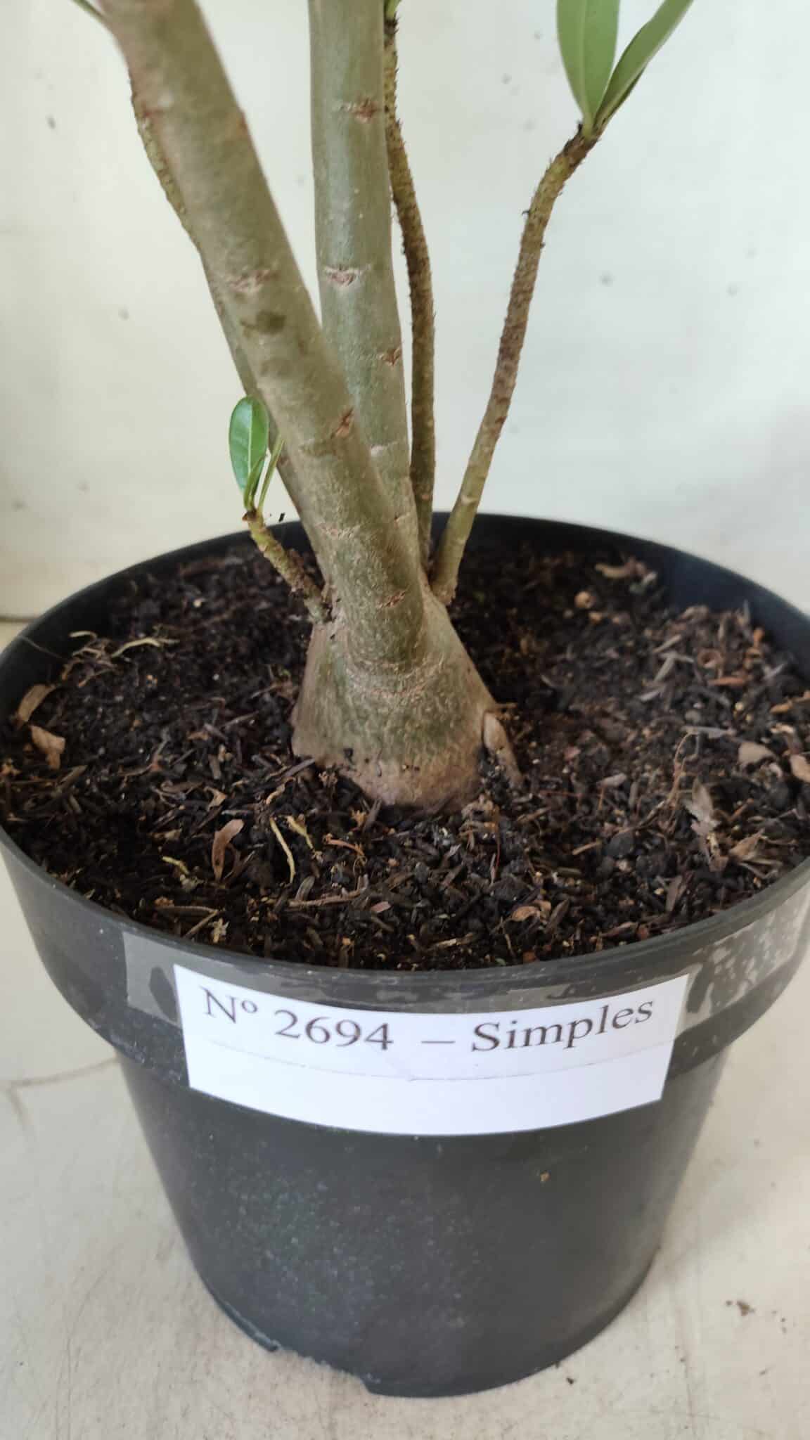 Planta Simples 2694 – 45cm – 03 anos