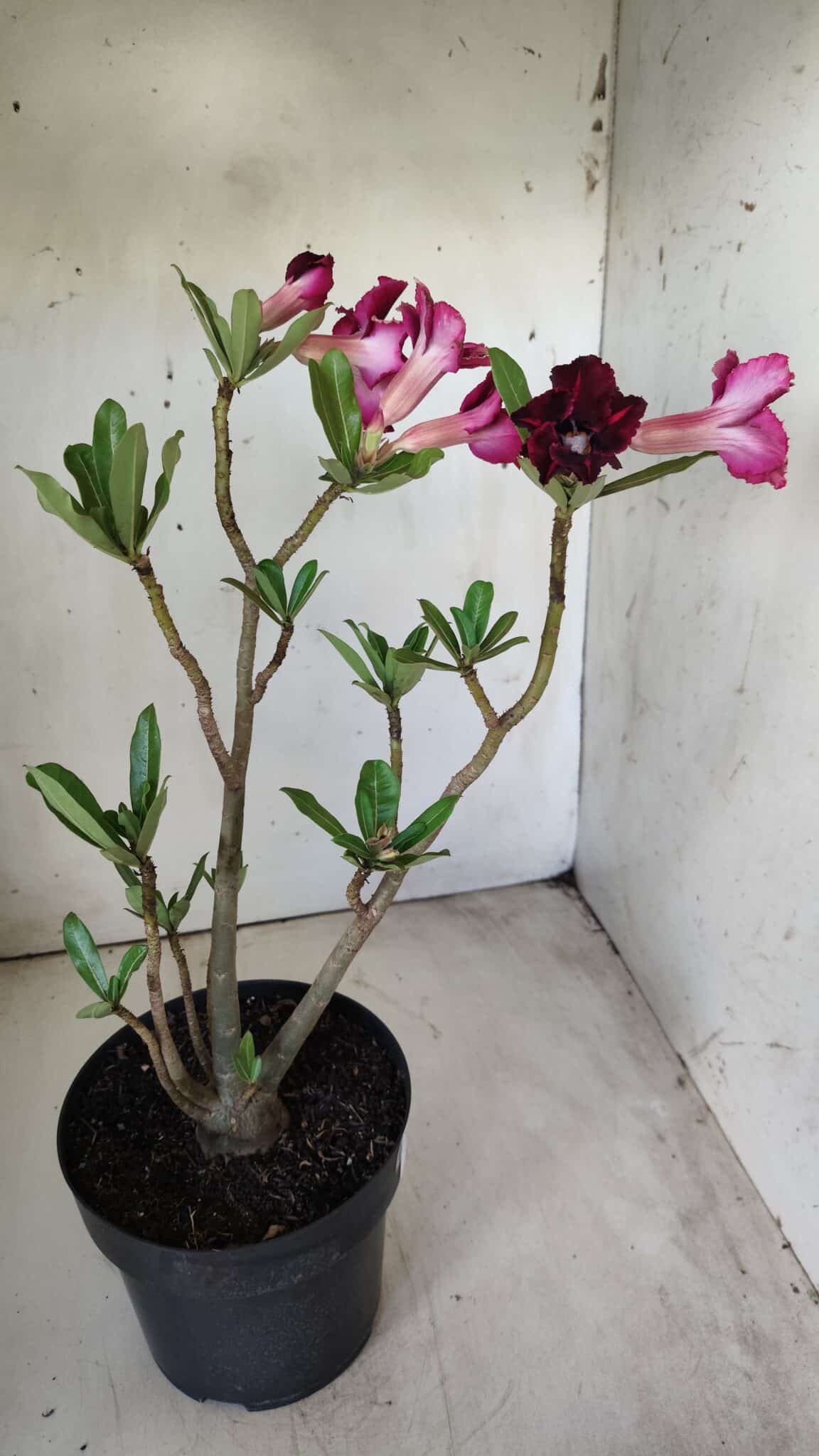 Planta Simples 2694 – 45cm – 03 anos