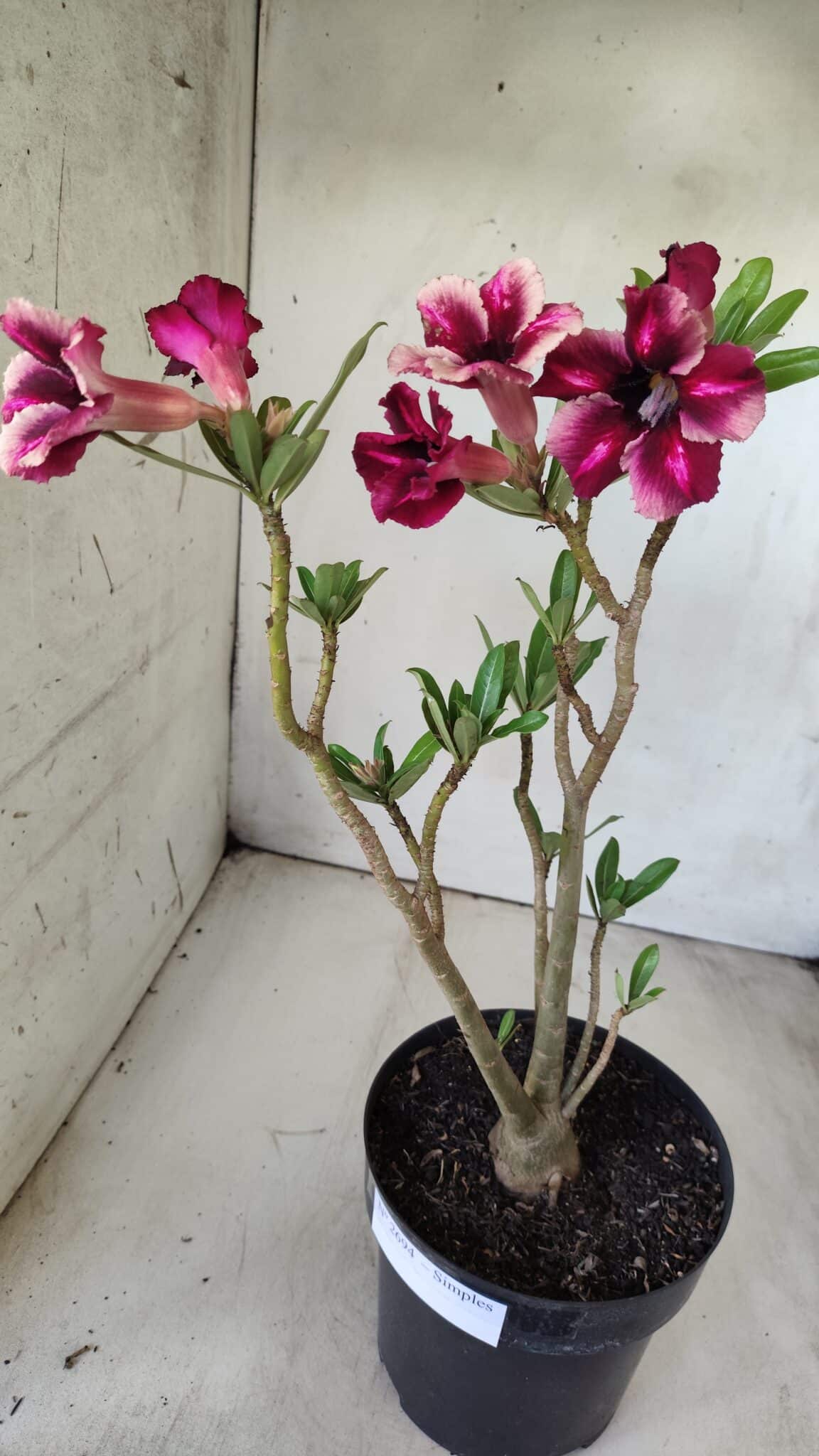 Planta Simples 2694 – 45cm – 03 anos