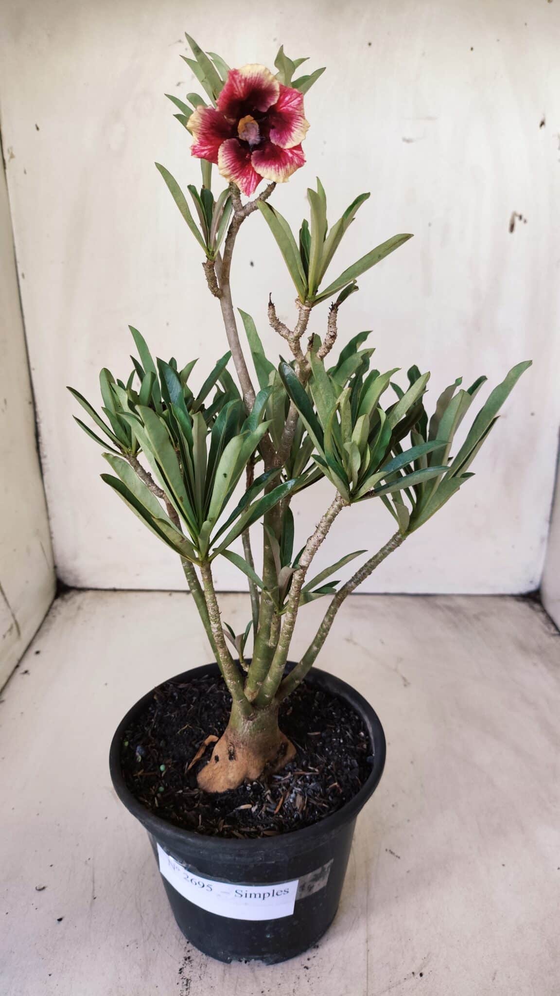 Planta Simples 2695 – 30cm – 02 anos
