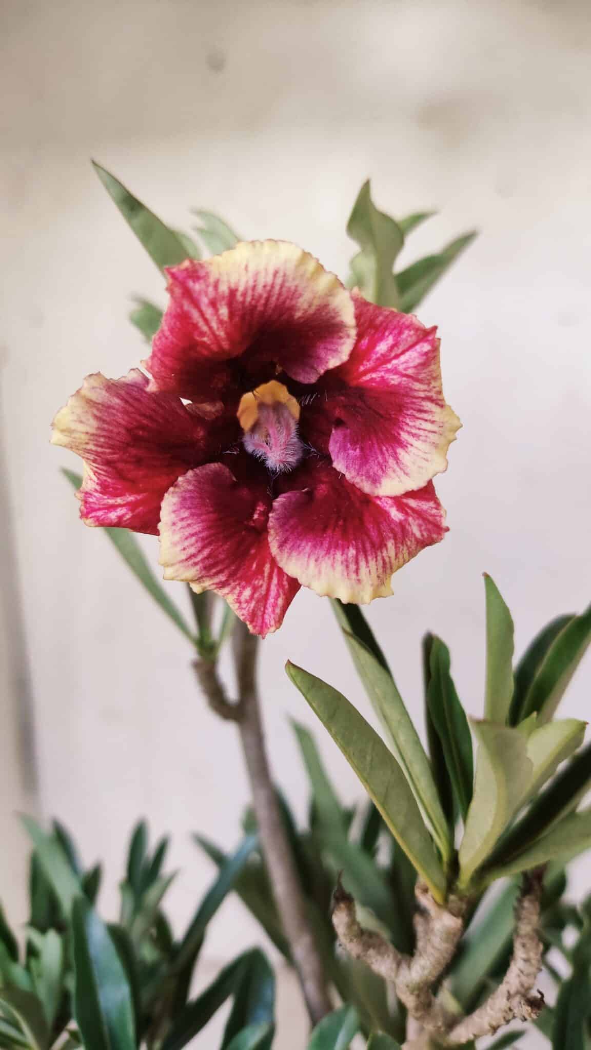 Planta Simples 2695 – 30cm – 02 anos
