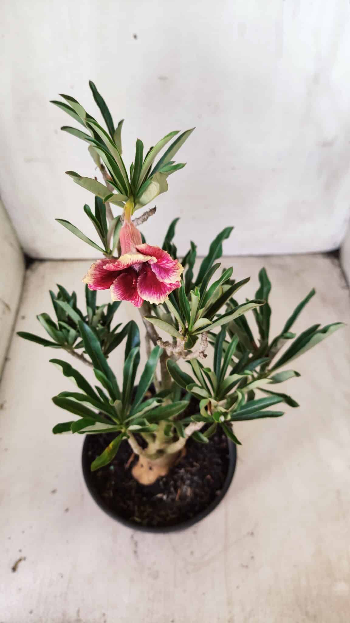 Planta Simples 2695 – 30cm – 02 anos