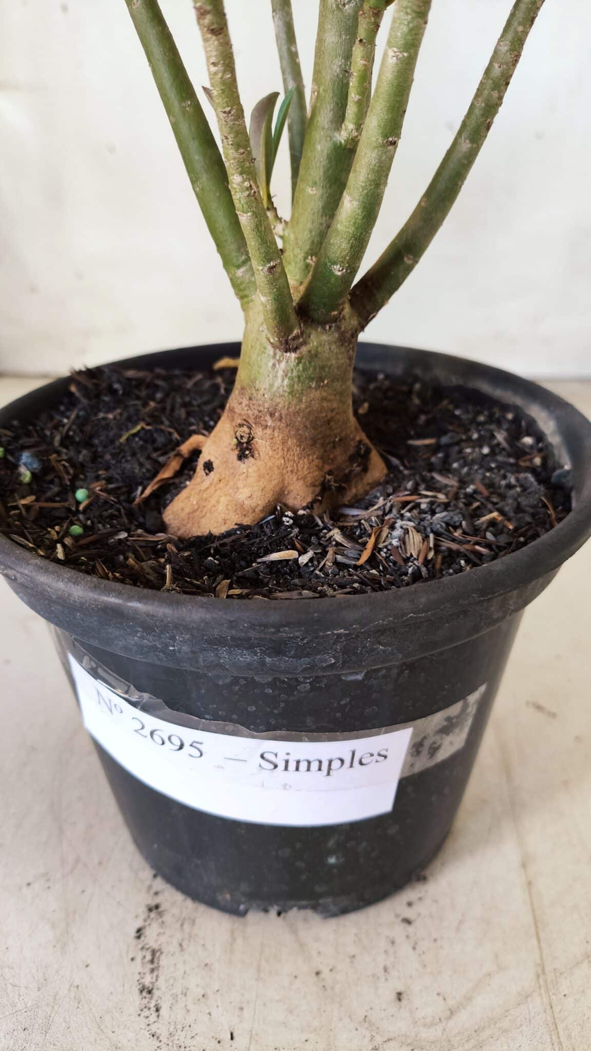 Planta Simples 2695 – 30cm – 02 anos