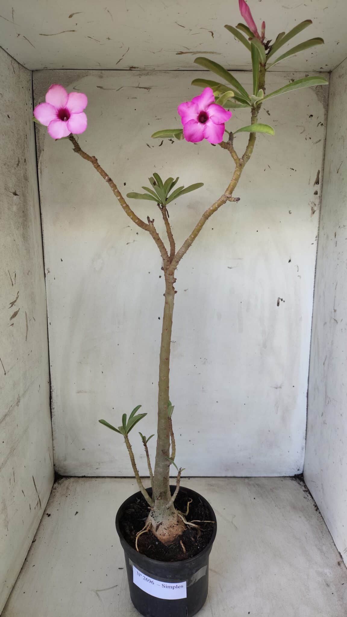 Planta Simples 2696 – 45cm – 03 anos