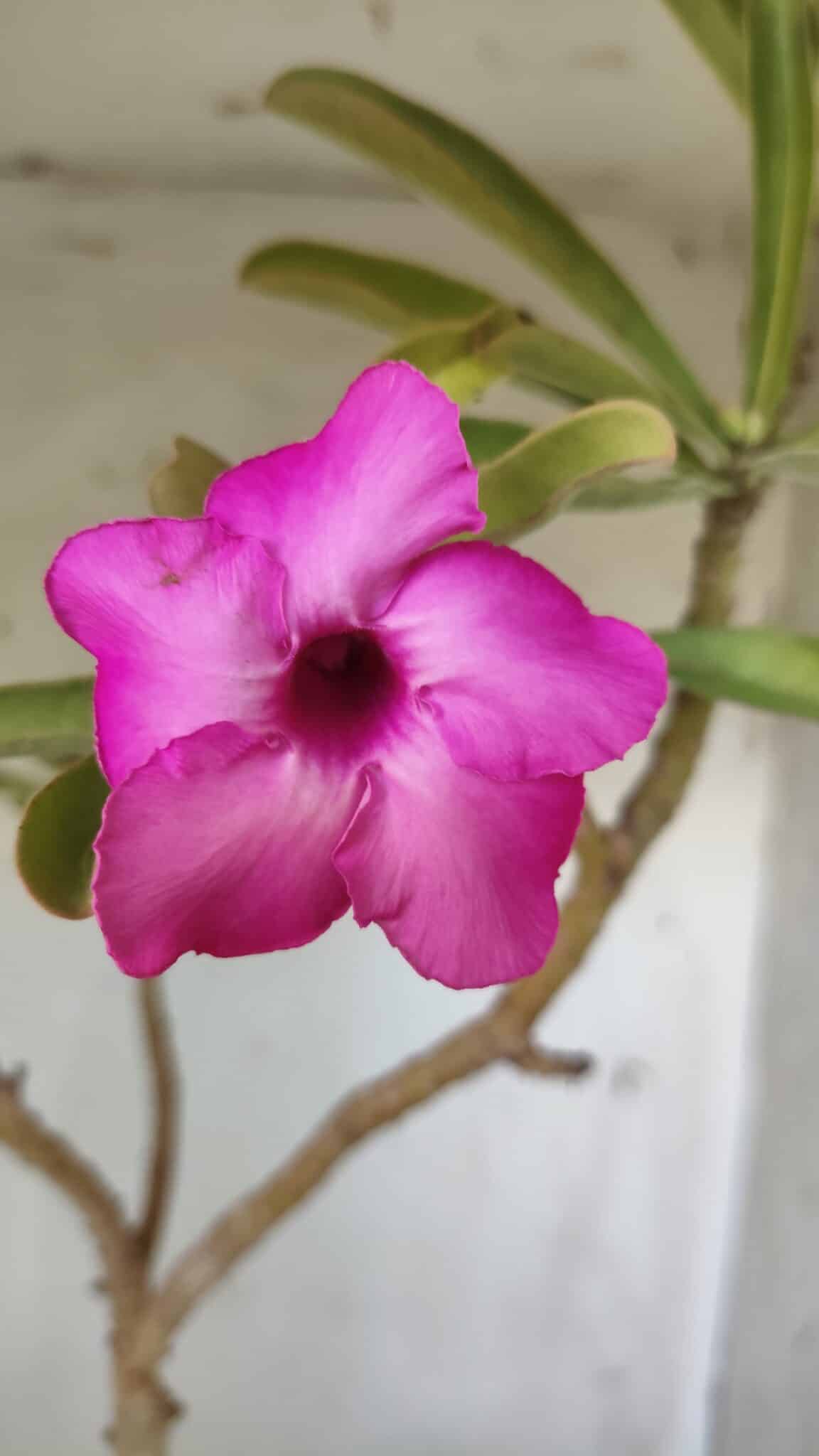 Planta Simples 2696 – 45cm – 03 anos
