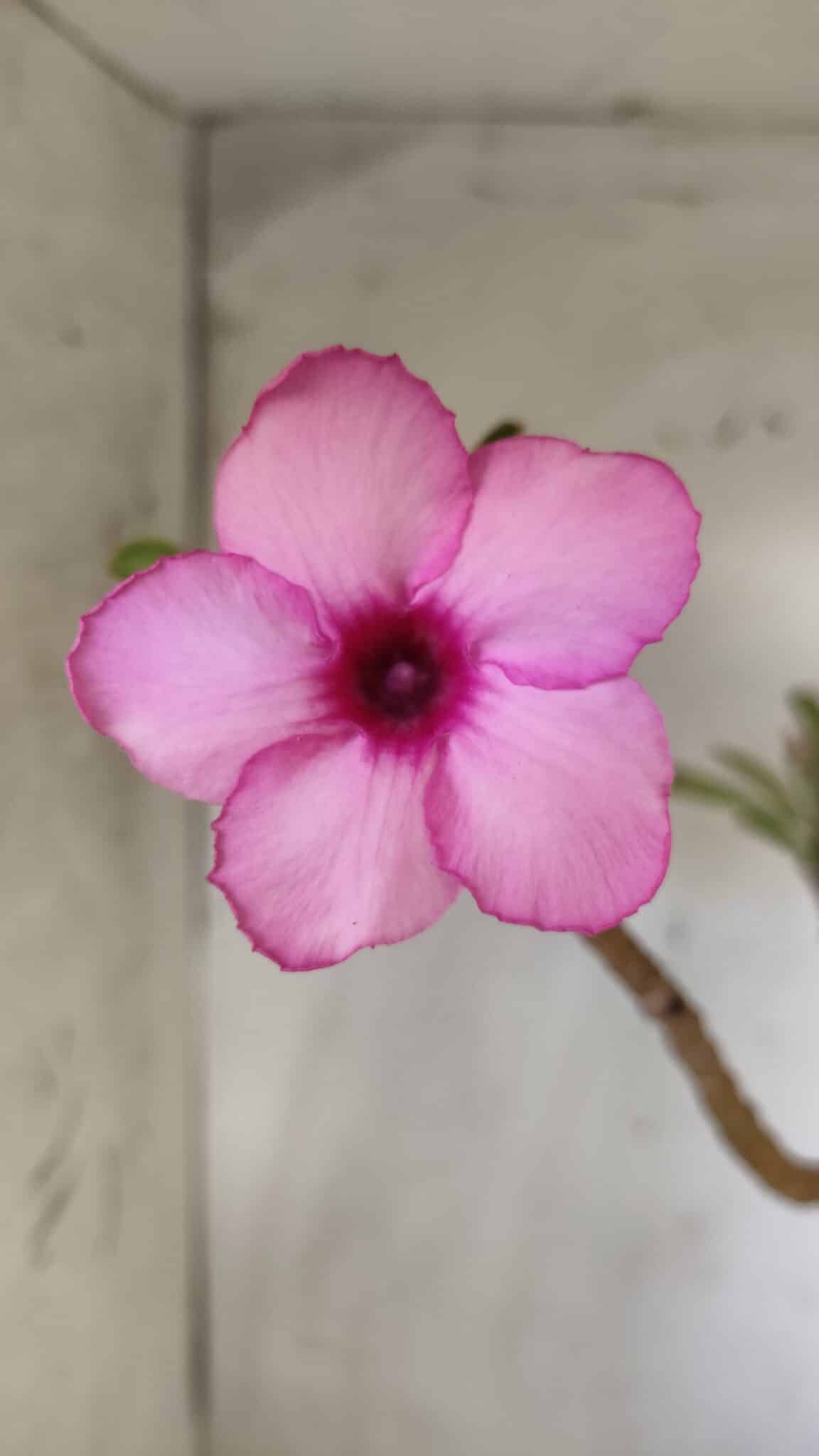Planta Simples 2696 – 45cm – 03 anos