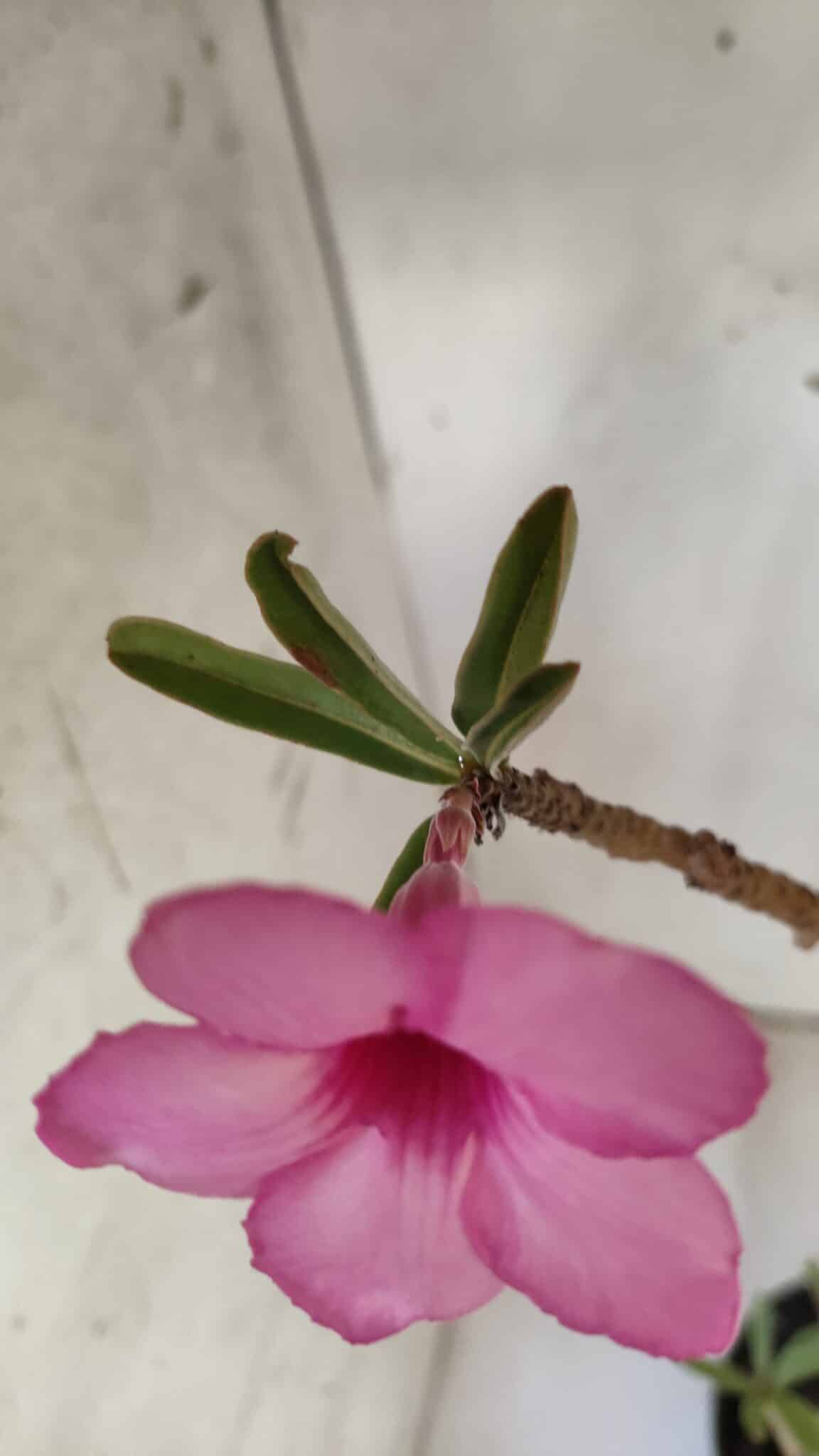 Planta Simples 2696 – 45cm – 03 anos