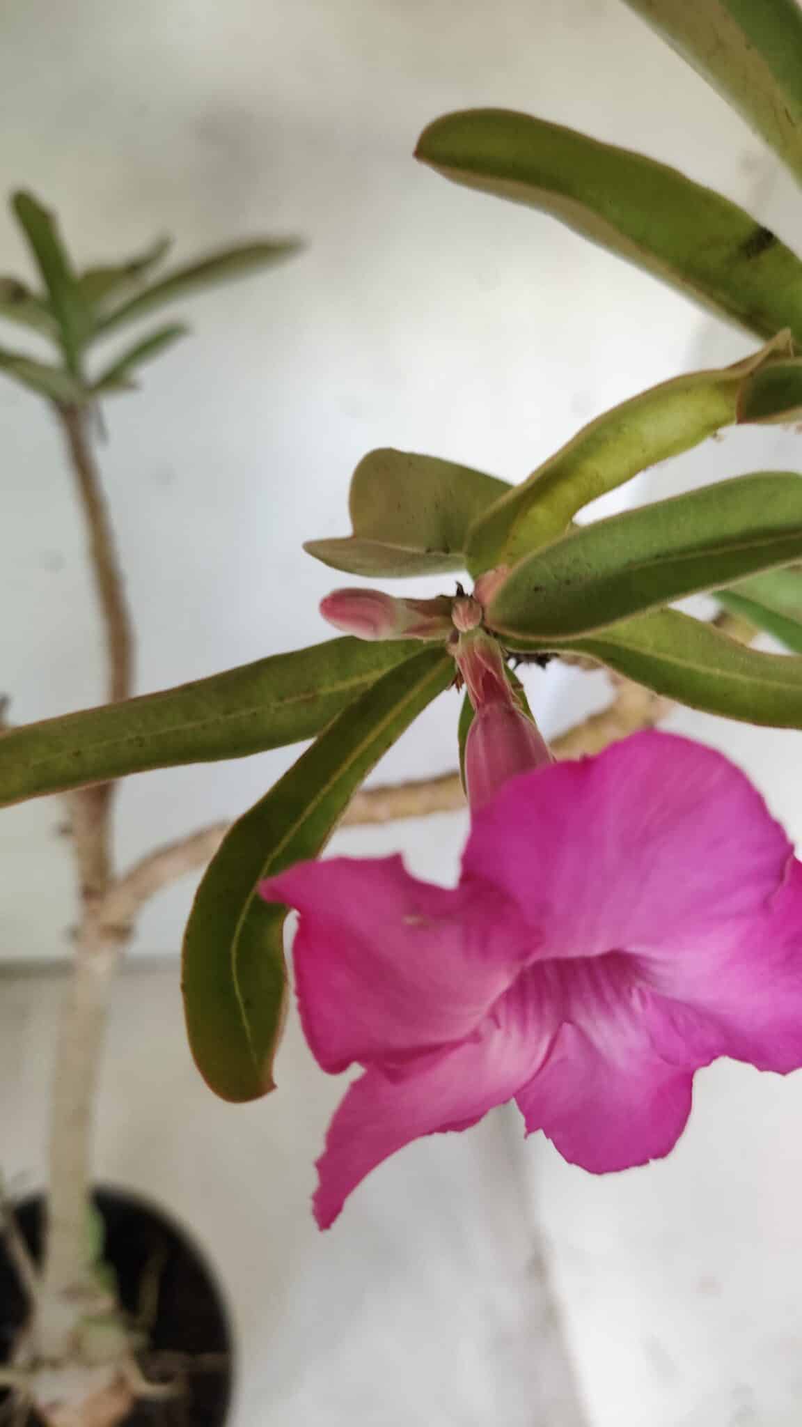 Planta Simples 2696 – 45cm – 03 anos