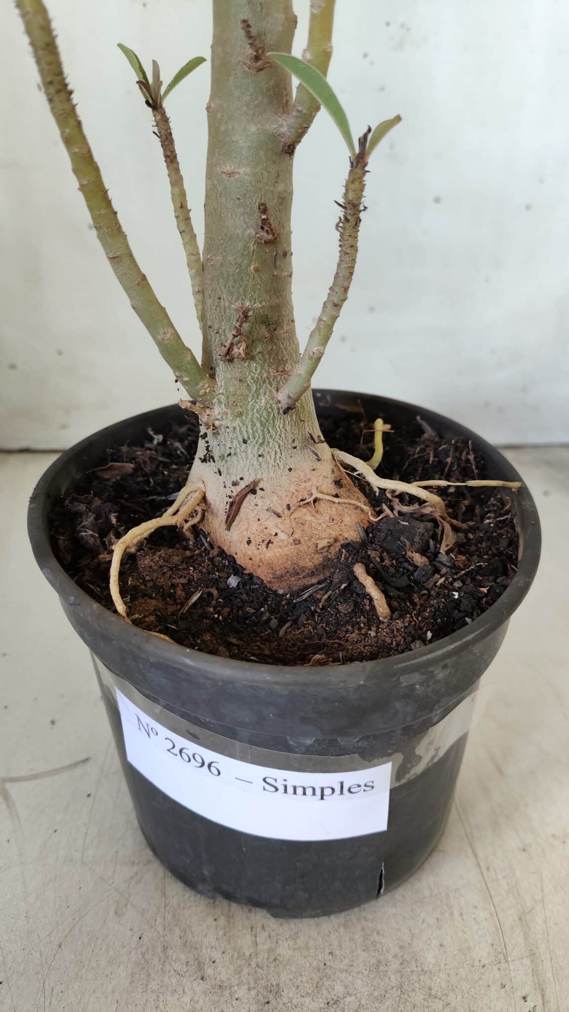 Planta Simples 2696 – 45cm – 03 anos