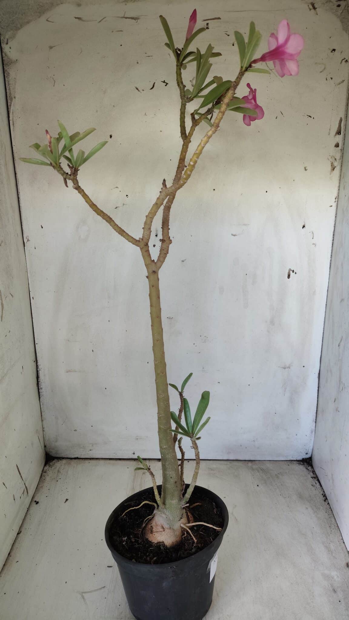 Planta Simples 2696 – 45cm – 03 anos