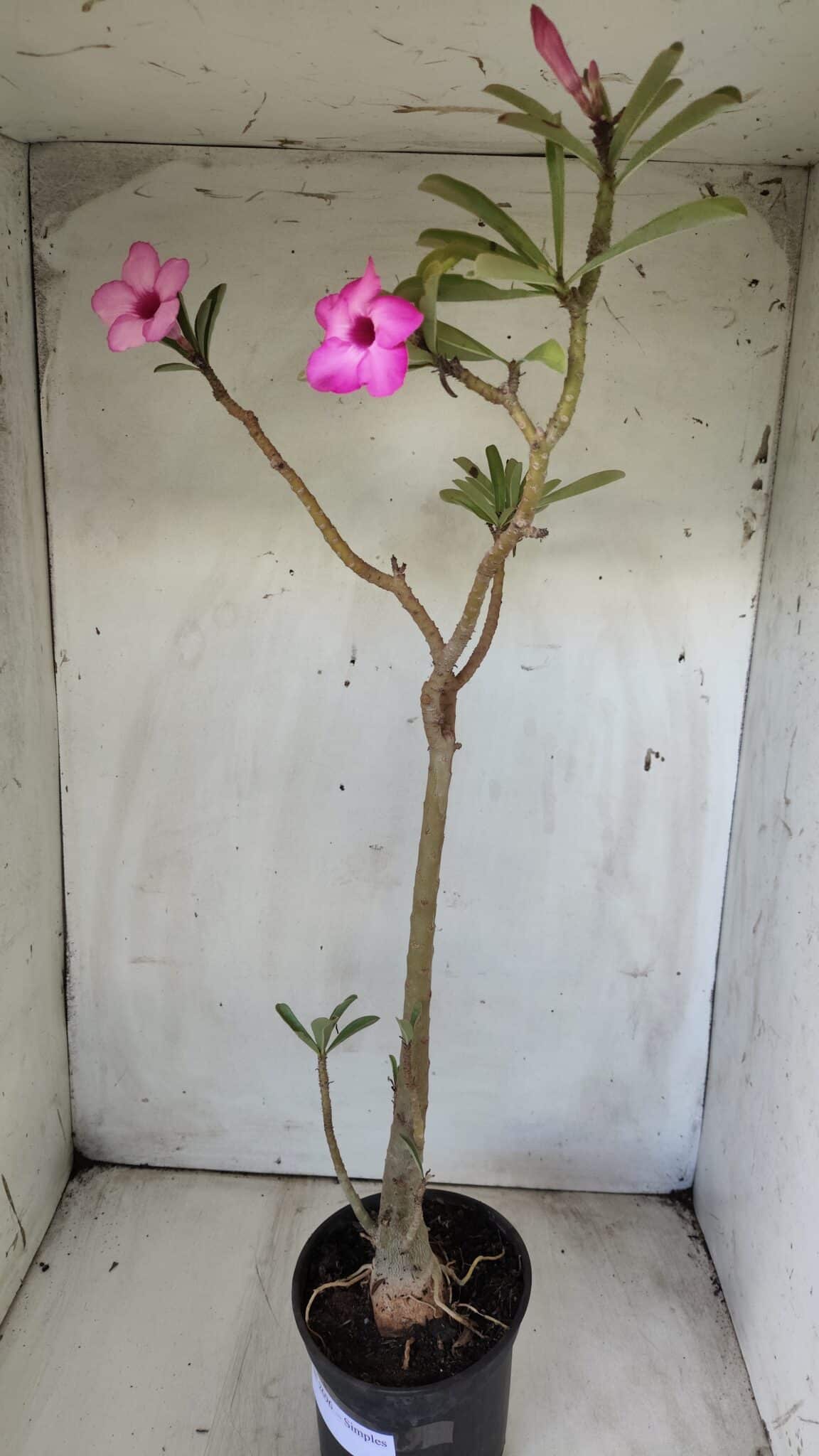 Planta Simples 2696 – 45cm – 03 anos