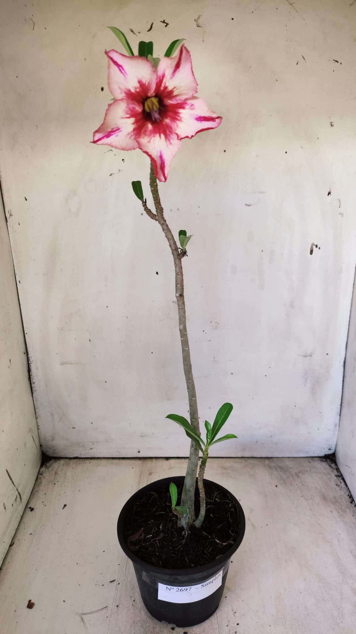 Planta Simples 2697 – 30cm – 02 anos
