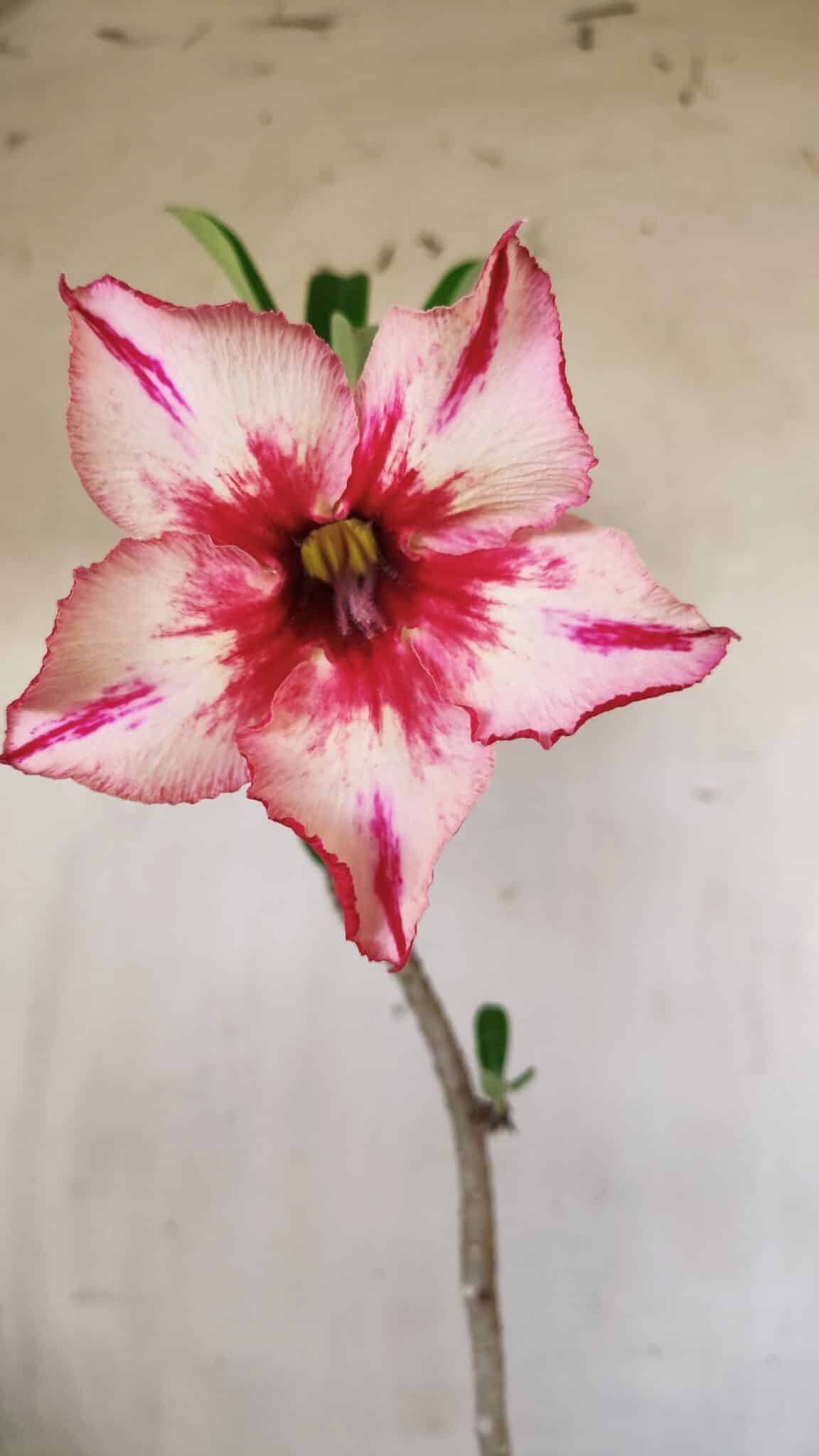Planta Simples 2697 – 30cm – 02 anos