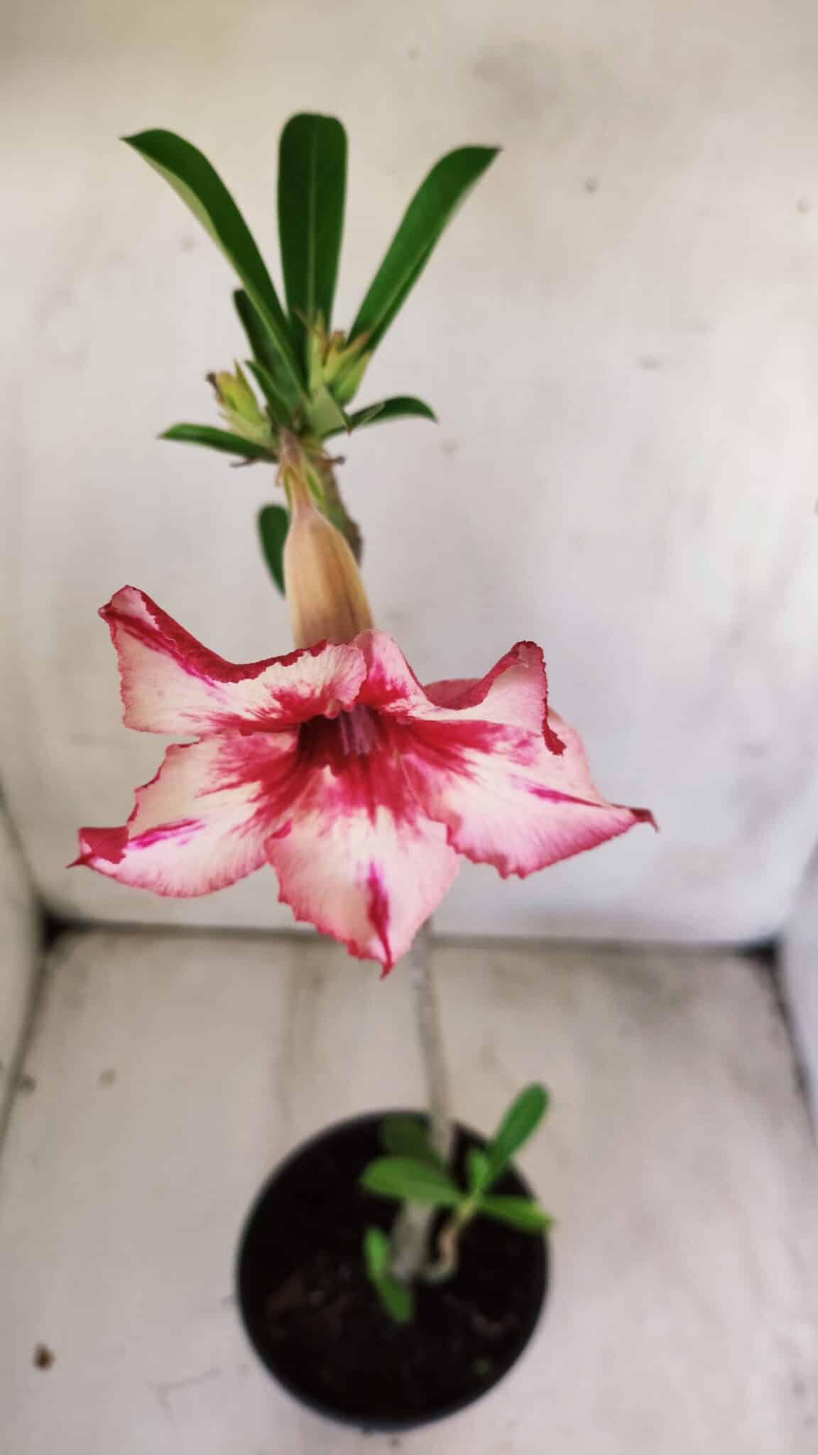 Planta Simples 2697 – 30cm – 02 anos