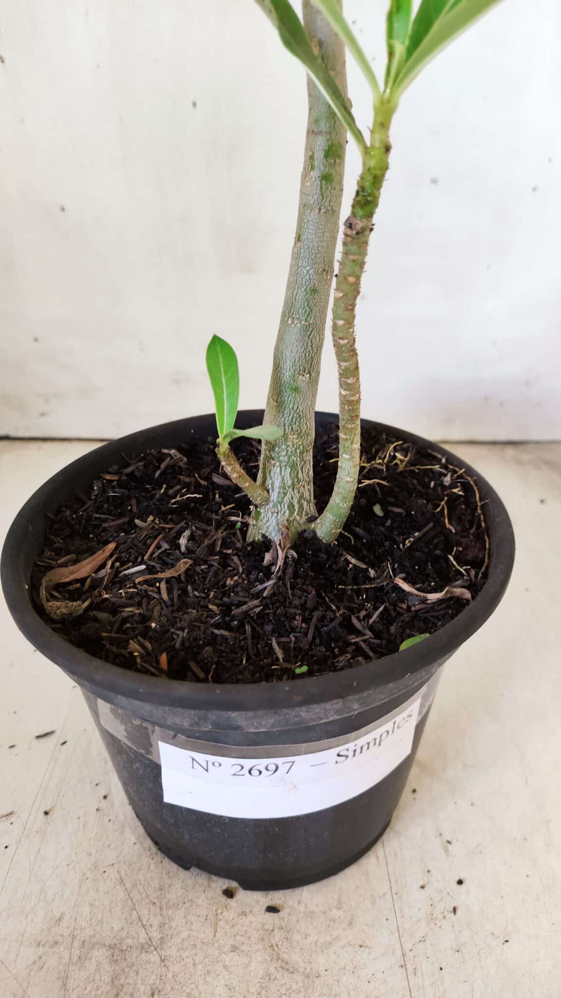 Planta Simples 2697 – 30cm – 02 anos