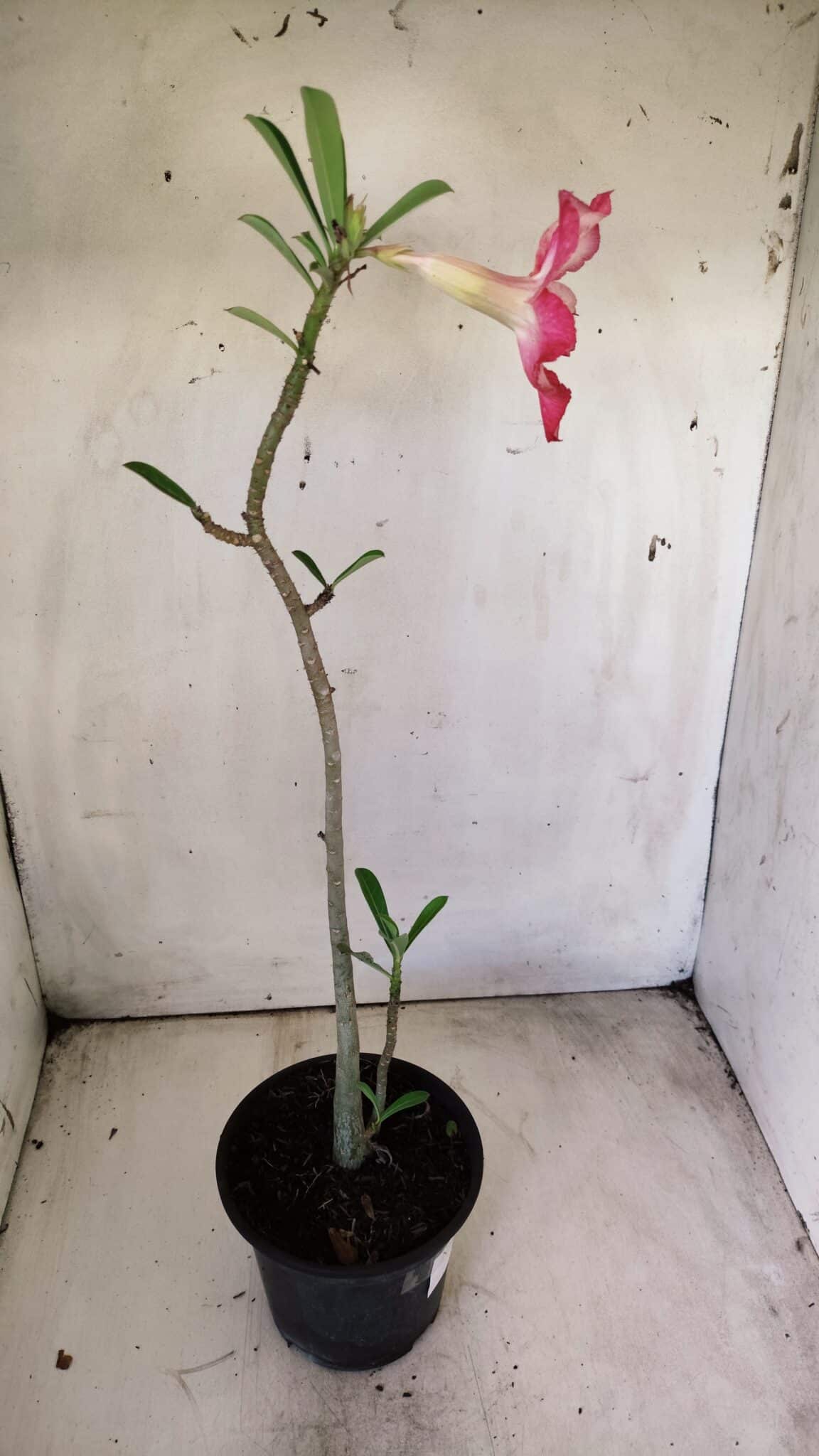 Planta Simples 2697 – 30cm – 02 anos