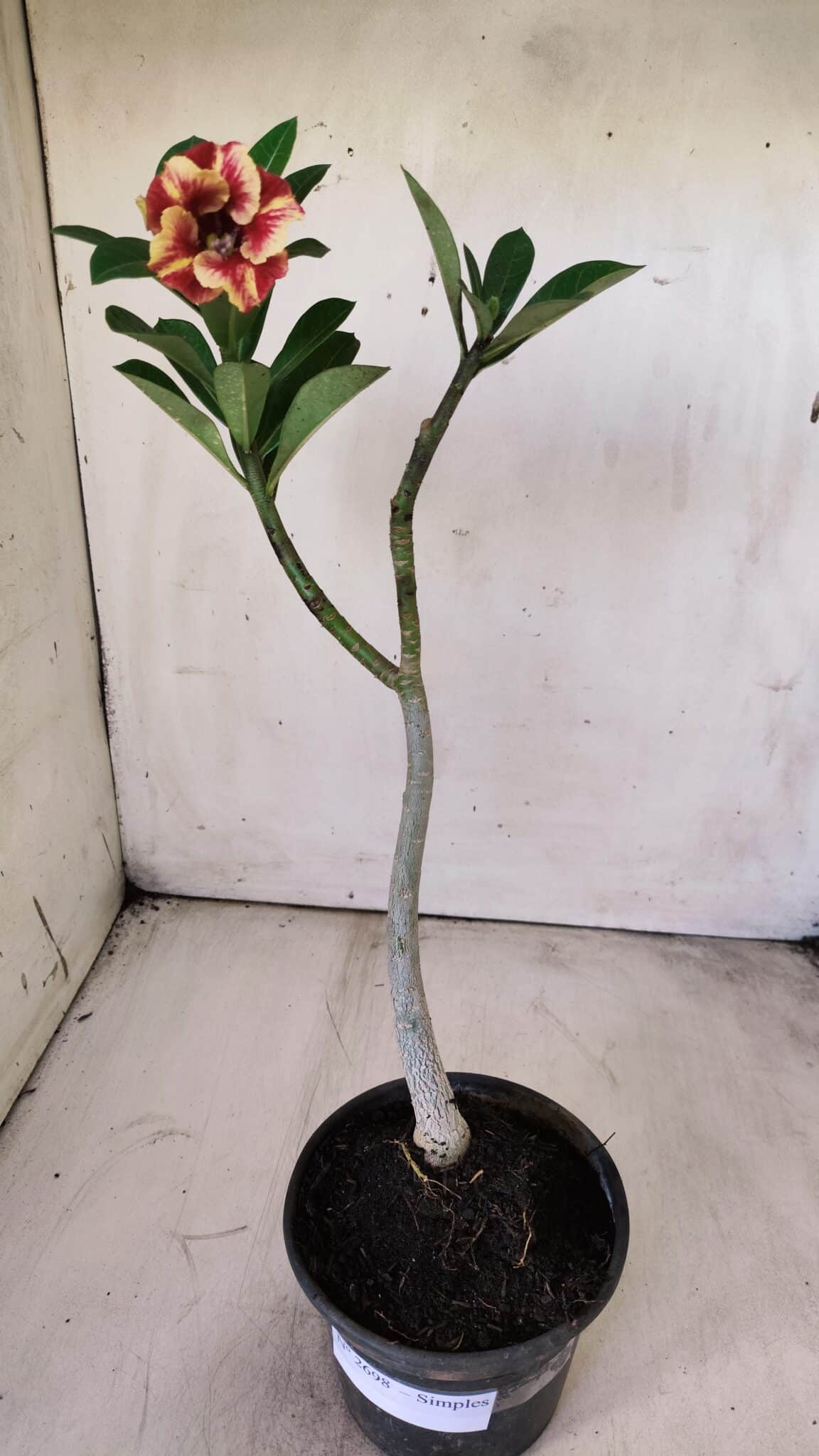 Planta Simples 2698 – 30cm – 02 anos