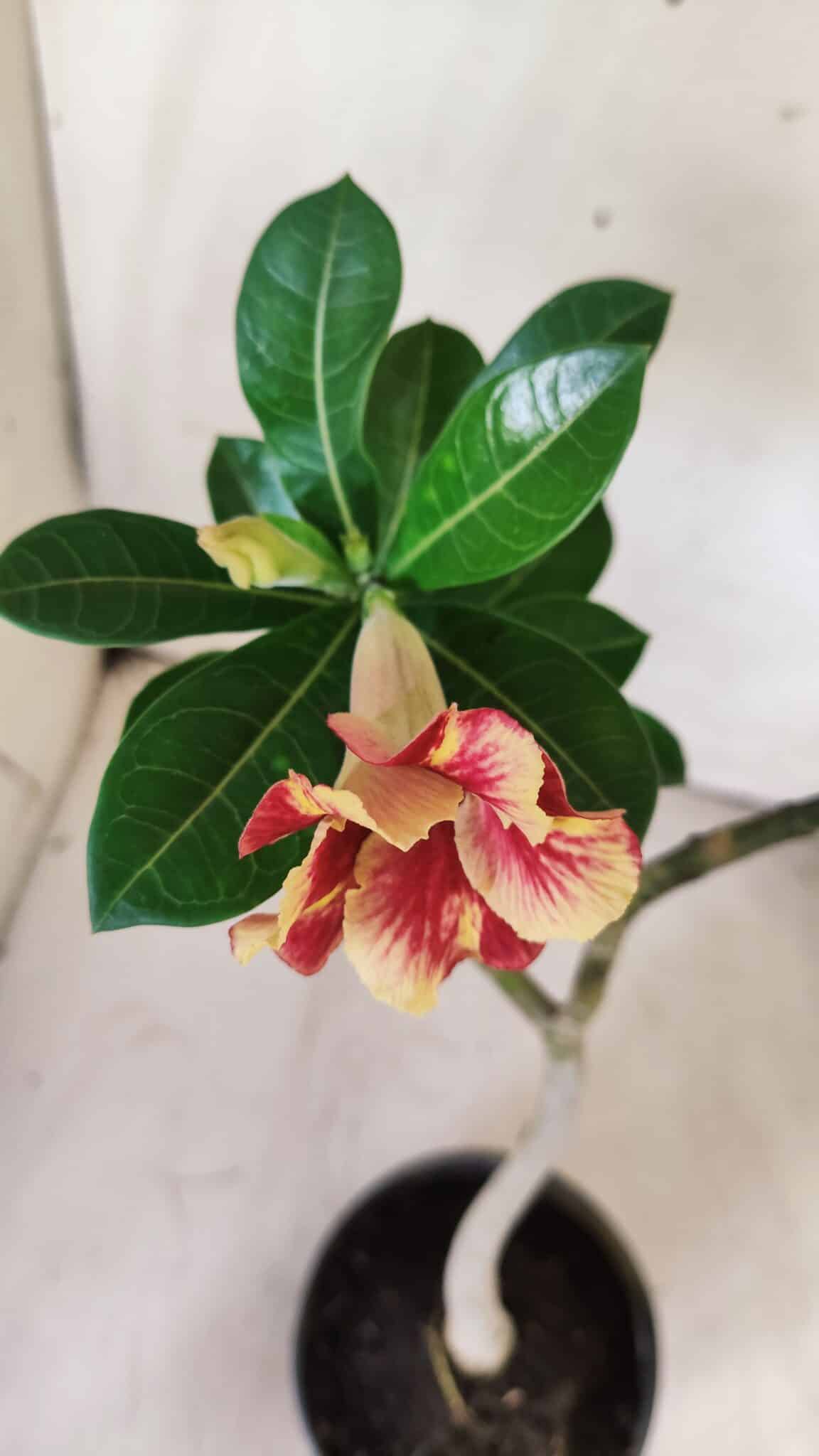Planta Simples 2698 – 30cm – 02 anos