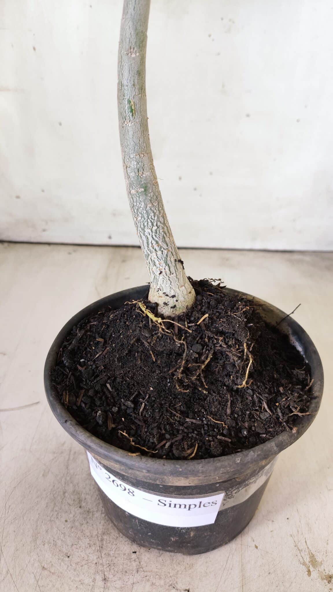 Planta Simples 2698 – 30cm – 02 anos