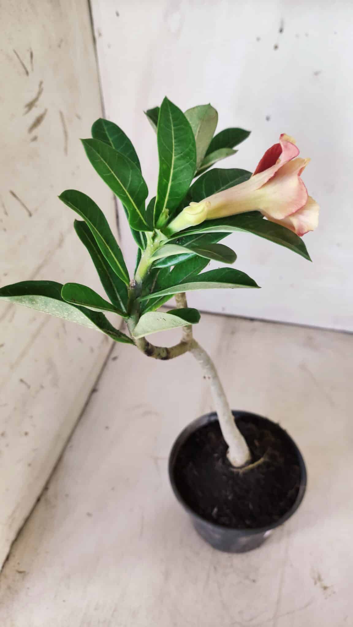 Planta Simples 2698 – 30cm – 02 anos