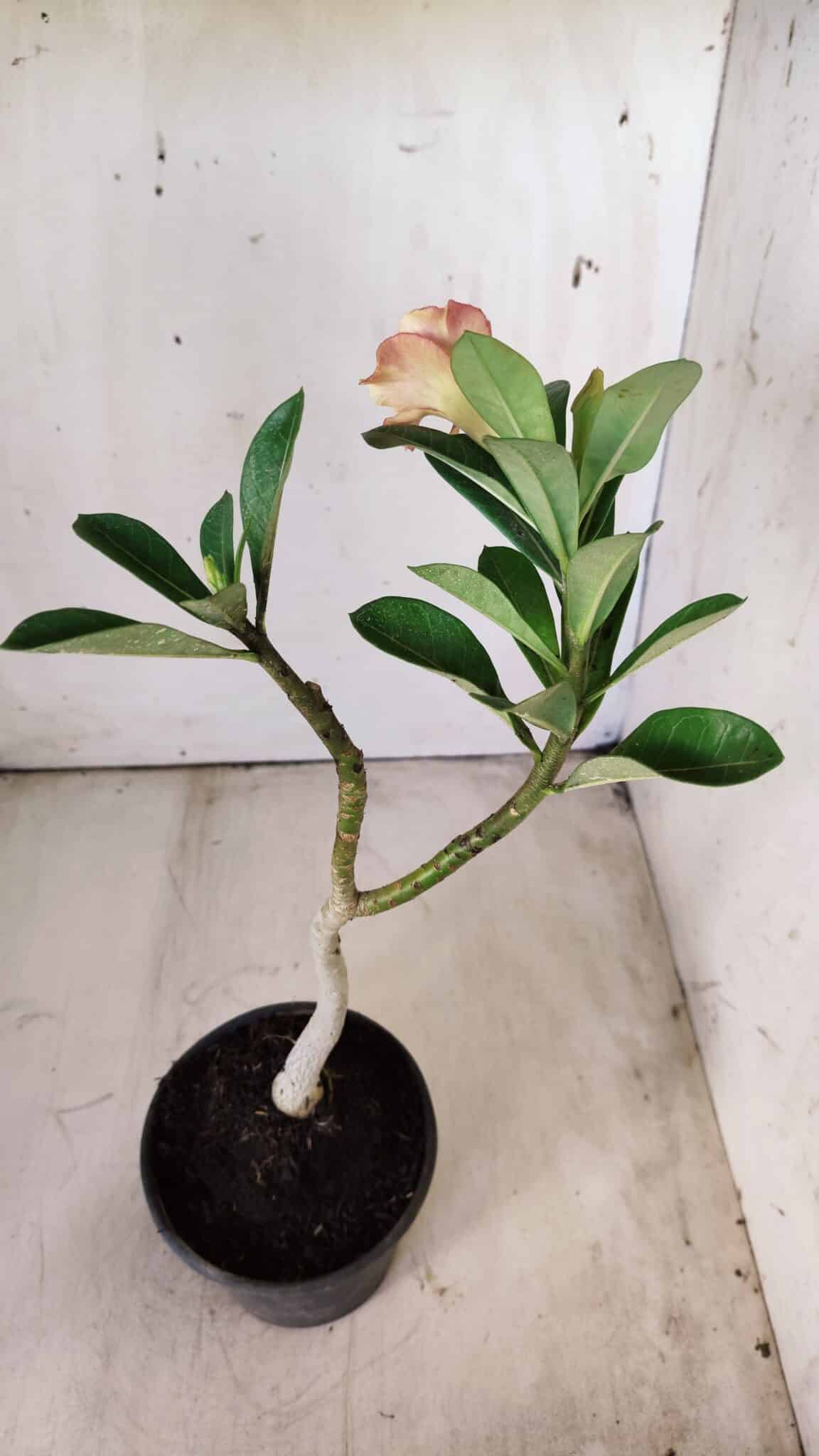 Planta Simples 2698 – 30cm – 02 anos