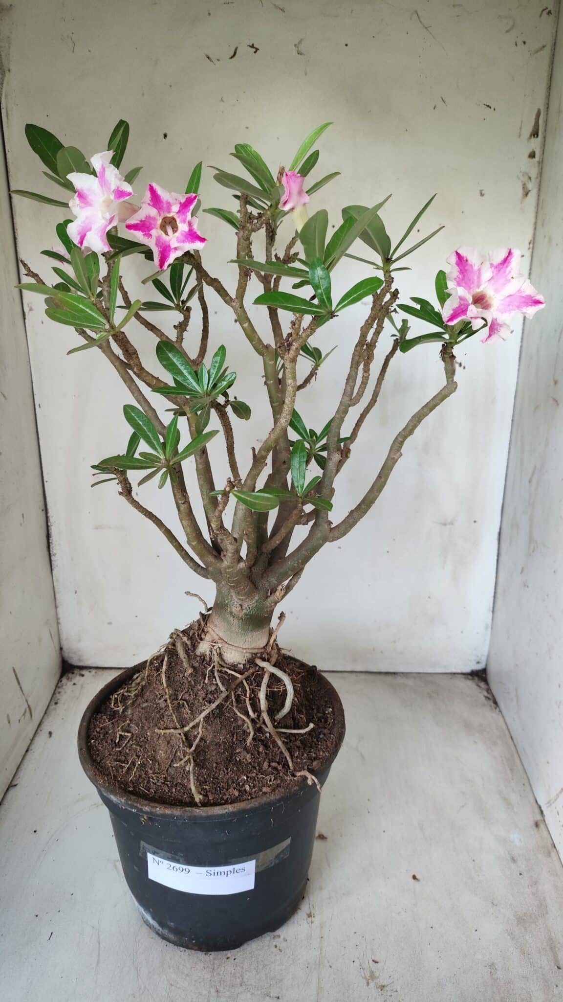 Planta Simples 2699 – 45cm – 05 anos