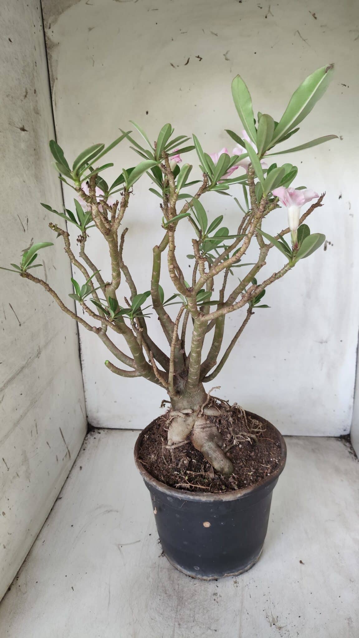Planta Simples 2699 – 45cm – 05 anos