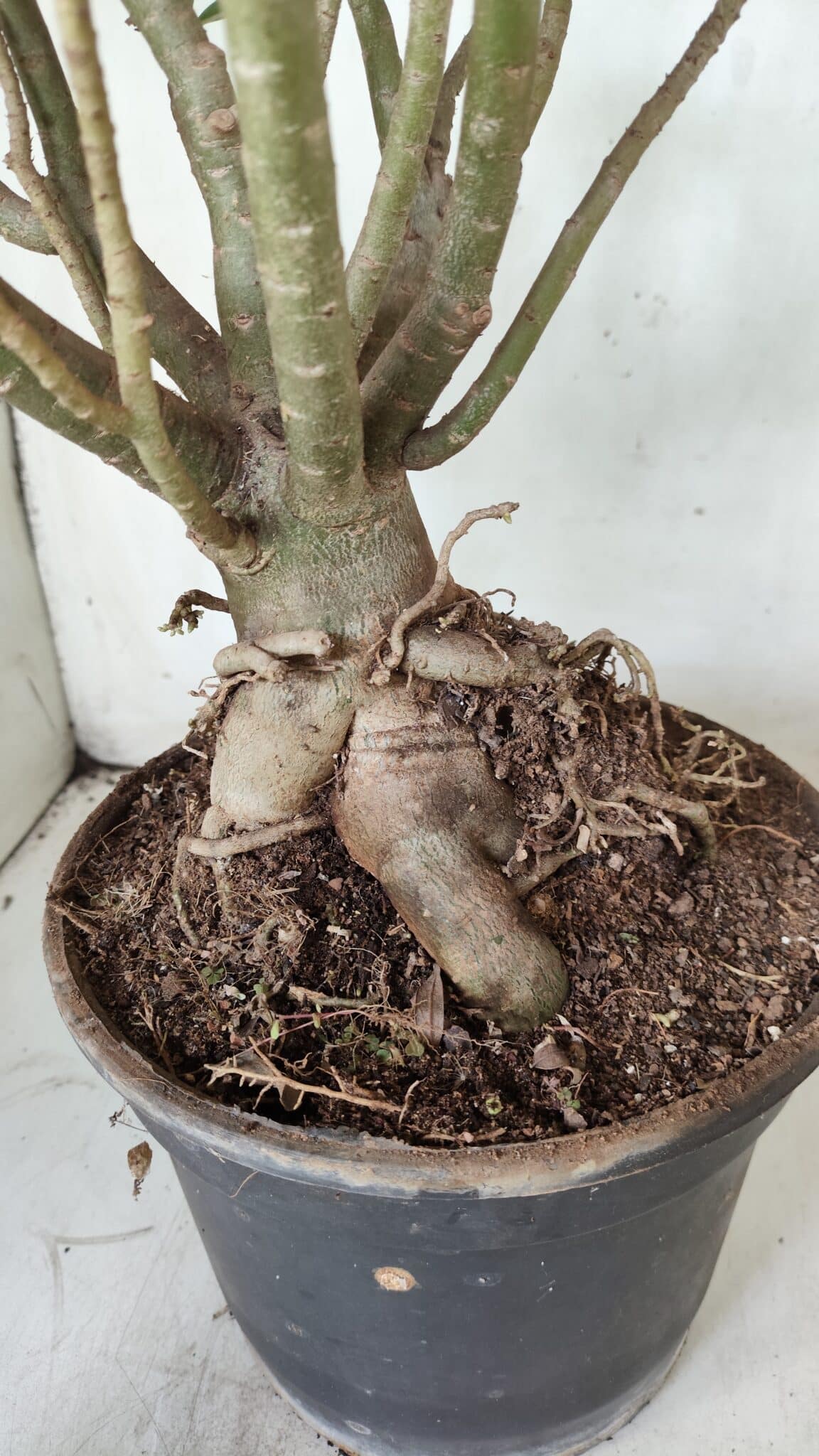 Planta Simples 2699 – 45cm – 05 anos