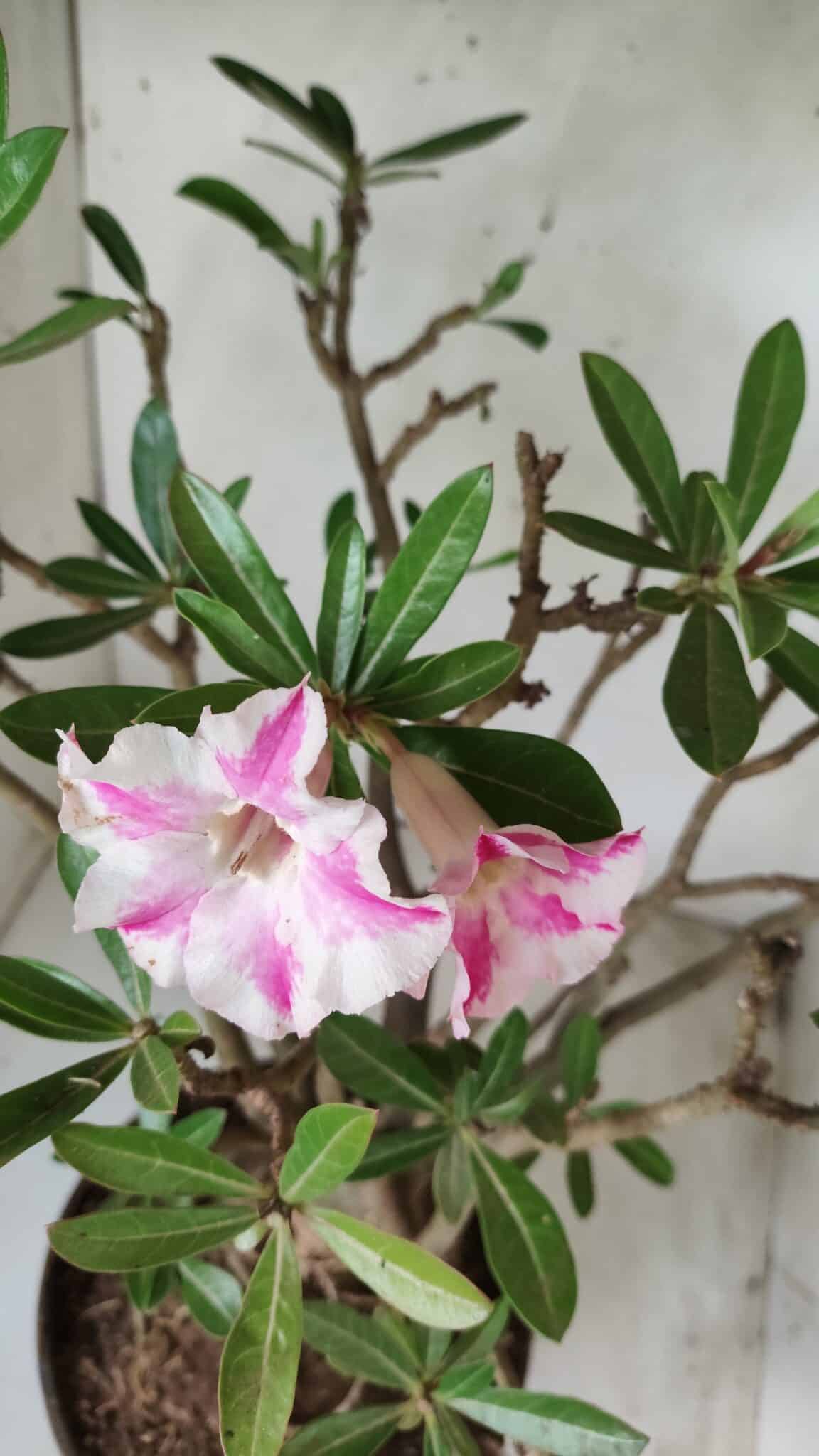 Planta Simples 2699 – 45cm – 05 anos