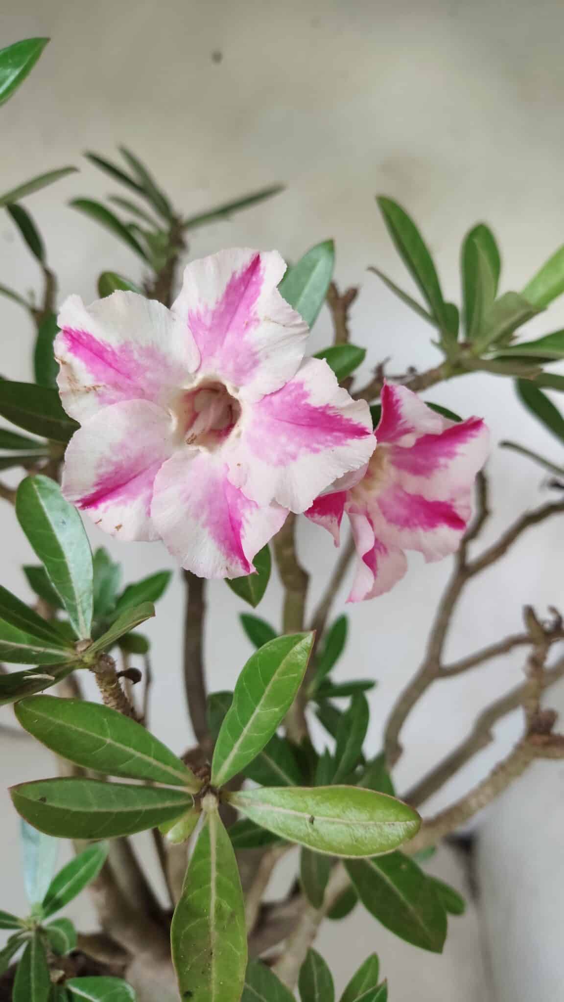 Planta Simples 2699 – 45cm – 05 anos