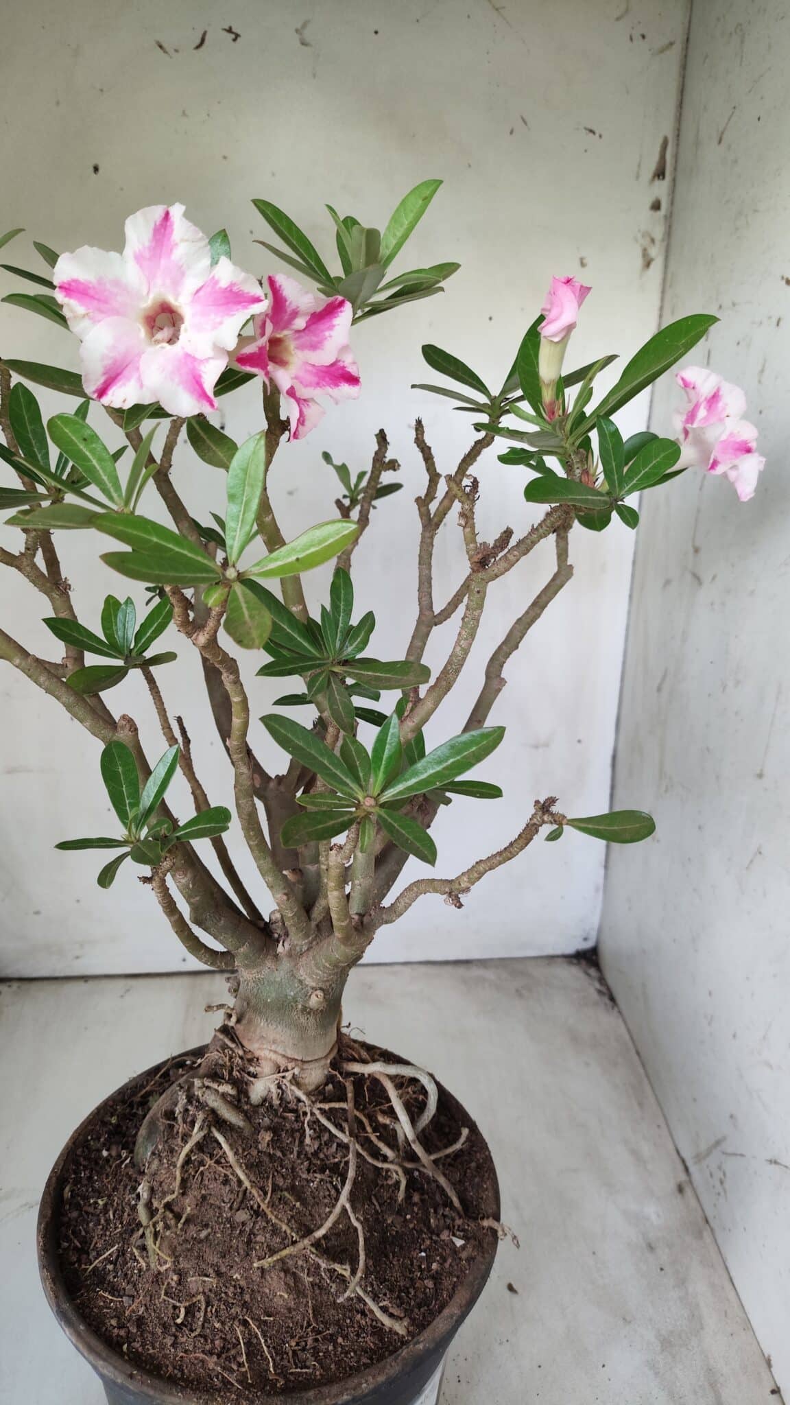 Planta Simples 2699 – 45cm – 05 anos