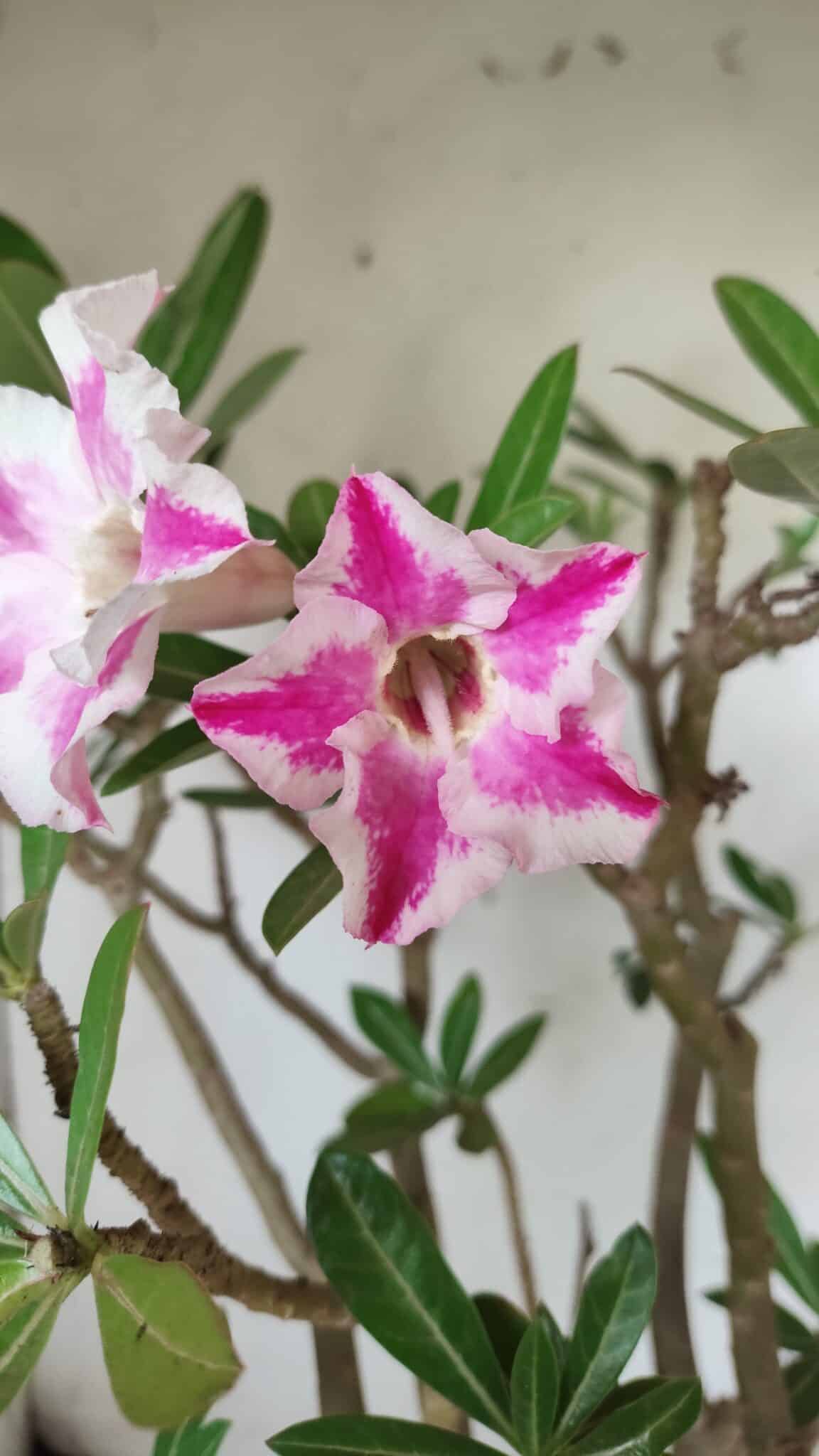 Planta Simples 2699 – 45cm – 05 anos