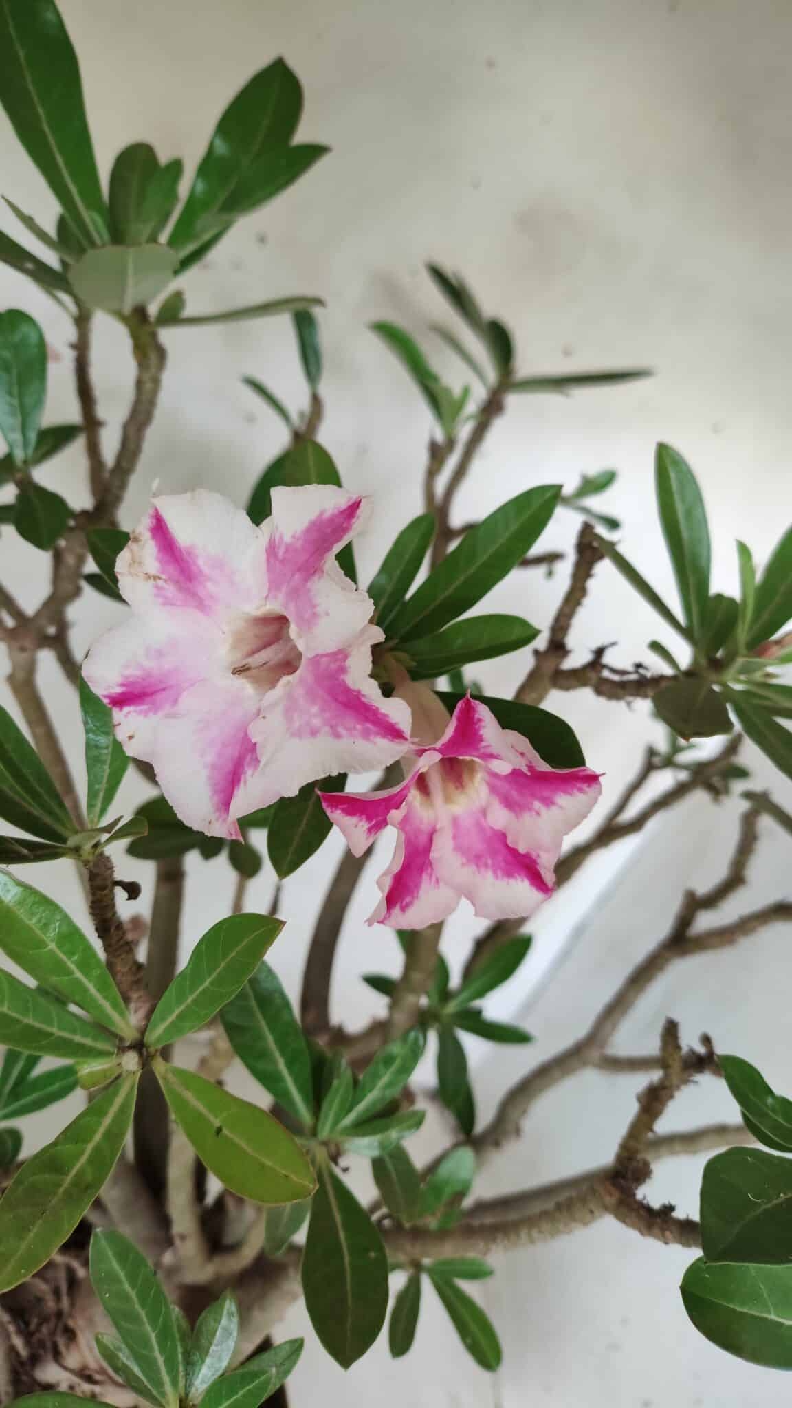 Planta Simples 2699 – 45cm – 05 anos